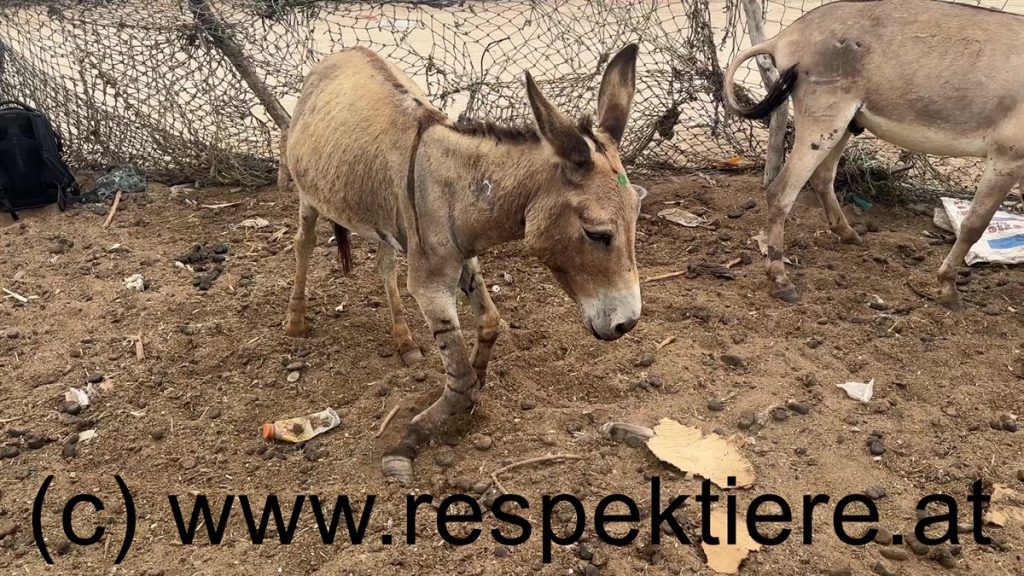 Heute.at - Verendende Esel – zum Sterben in der Wüste gelassen