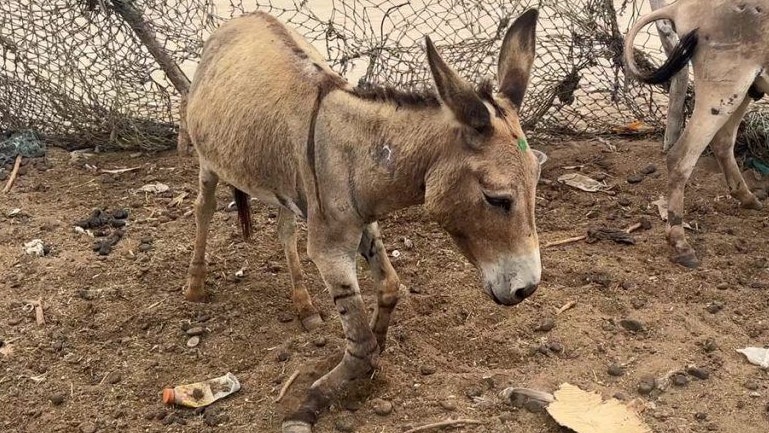 Am Gnadenhof "Yamal" sollen Esel künftig von ihren Schmerzen befreit und gesundgepflegt werden.