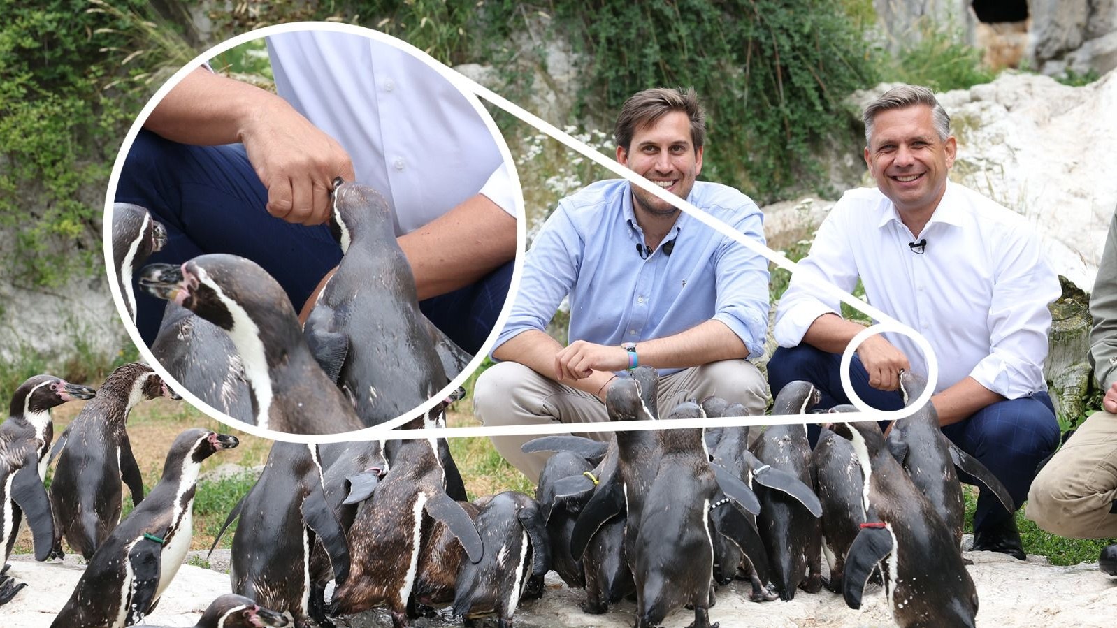Na das zwickt aber ganz schön! Pinguin-Schnabel schnappt bei Minister Hattmannsdorfers Hand mal testweise zu.