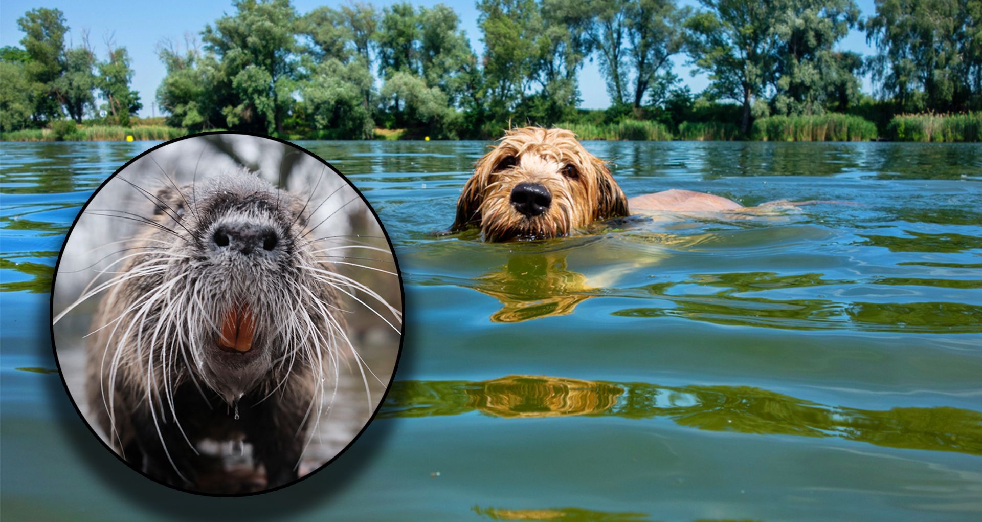 Mit dem Biber ist nicht zu spaßen.