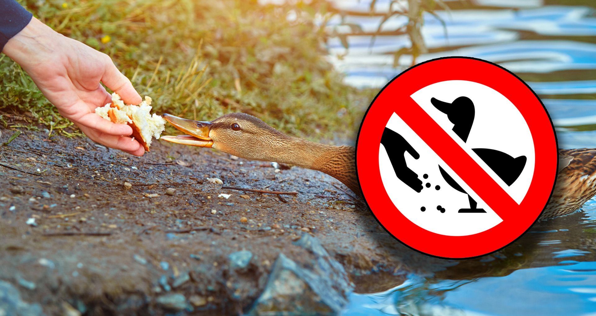 Bitte kein Brot an Wassergeflügel füttern.