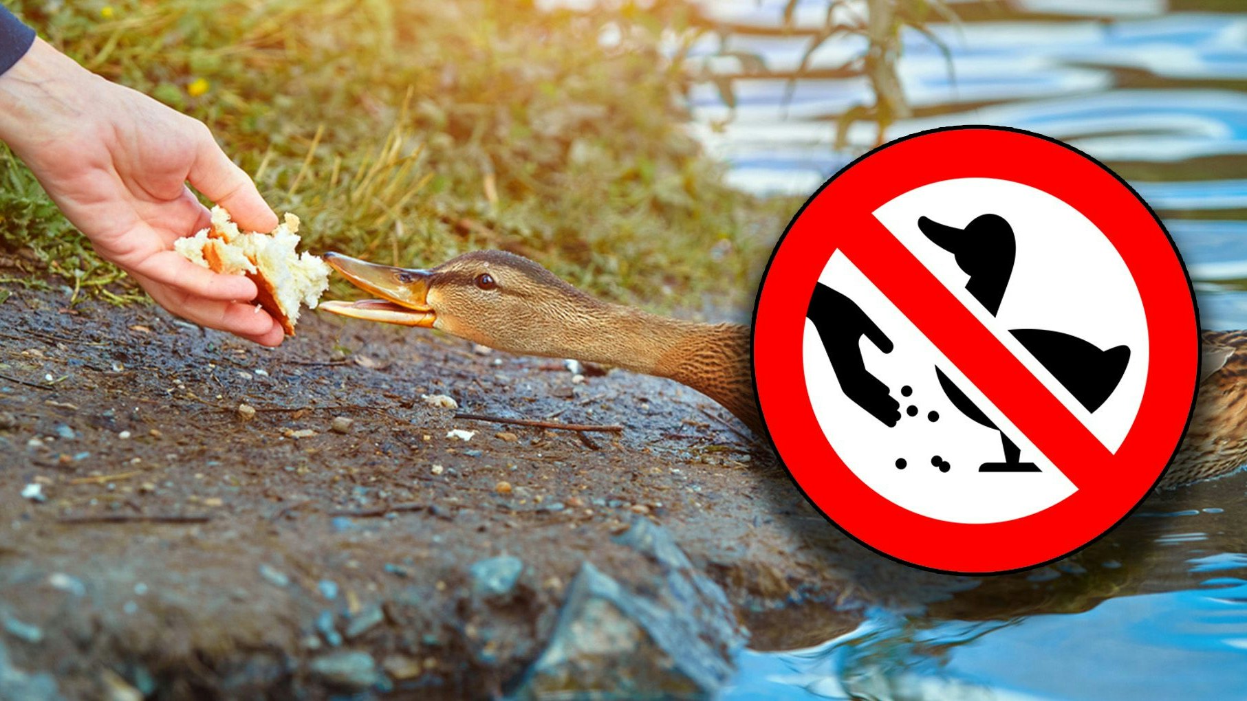 Heute.at - Deshalb darfst du keine Enten mit Brot füttern!