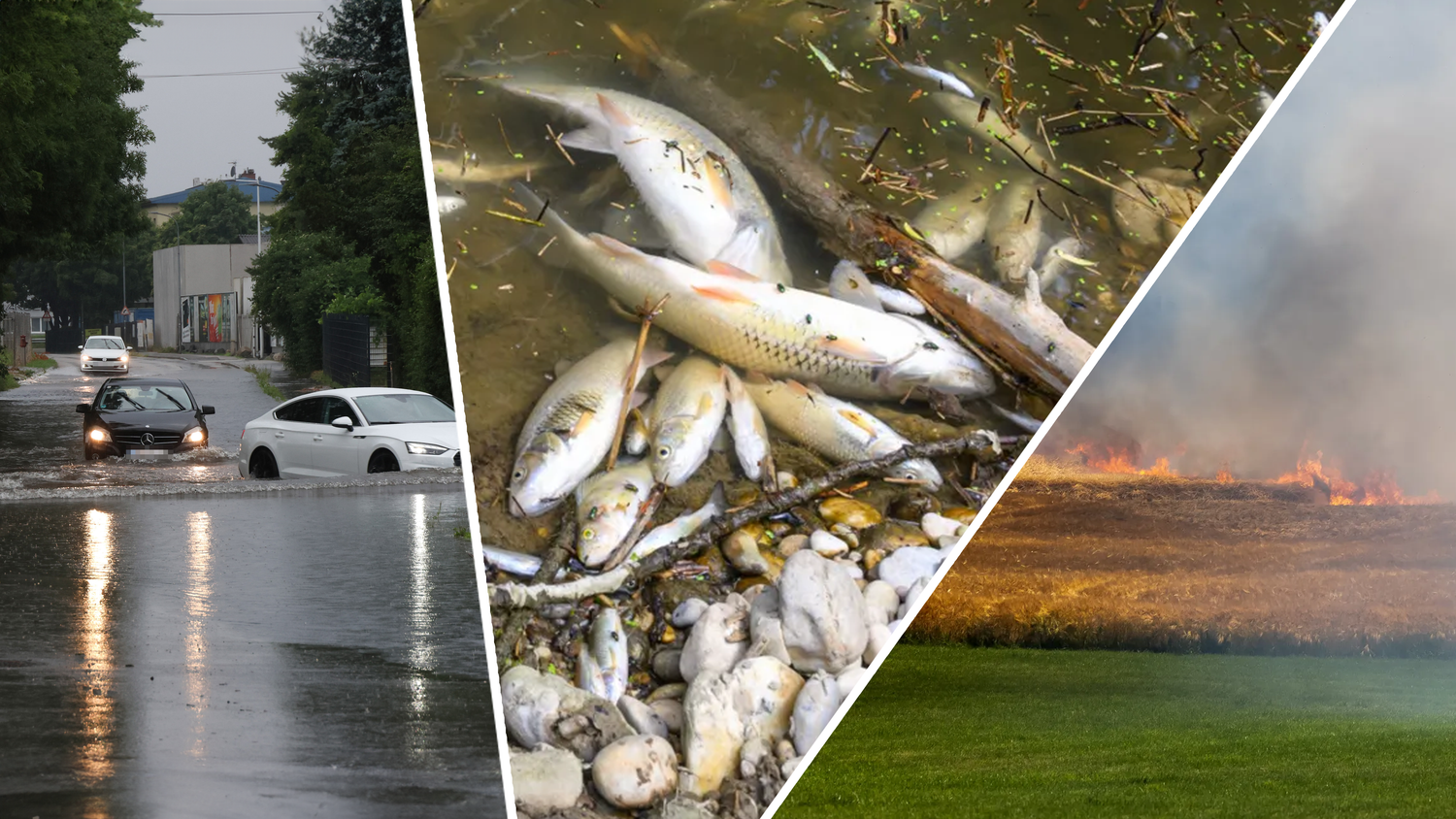 Die Klimakrise traf OÖ in den vergangenen Wochen hart – im Bild: eine überflutete Straße in Linz-Neue Heimat, verendete Fische im Linzer Jaukerbach und ein brennendes Getreidefeld in Oepping (Bez. Rohrbach) an einem Hitzetag.