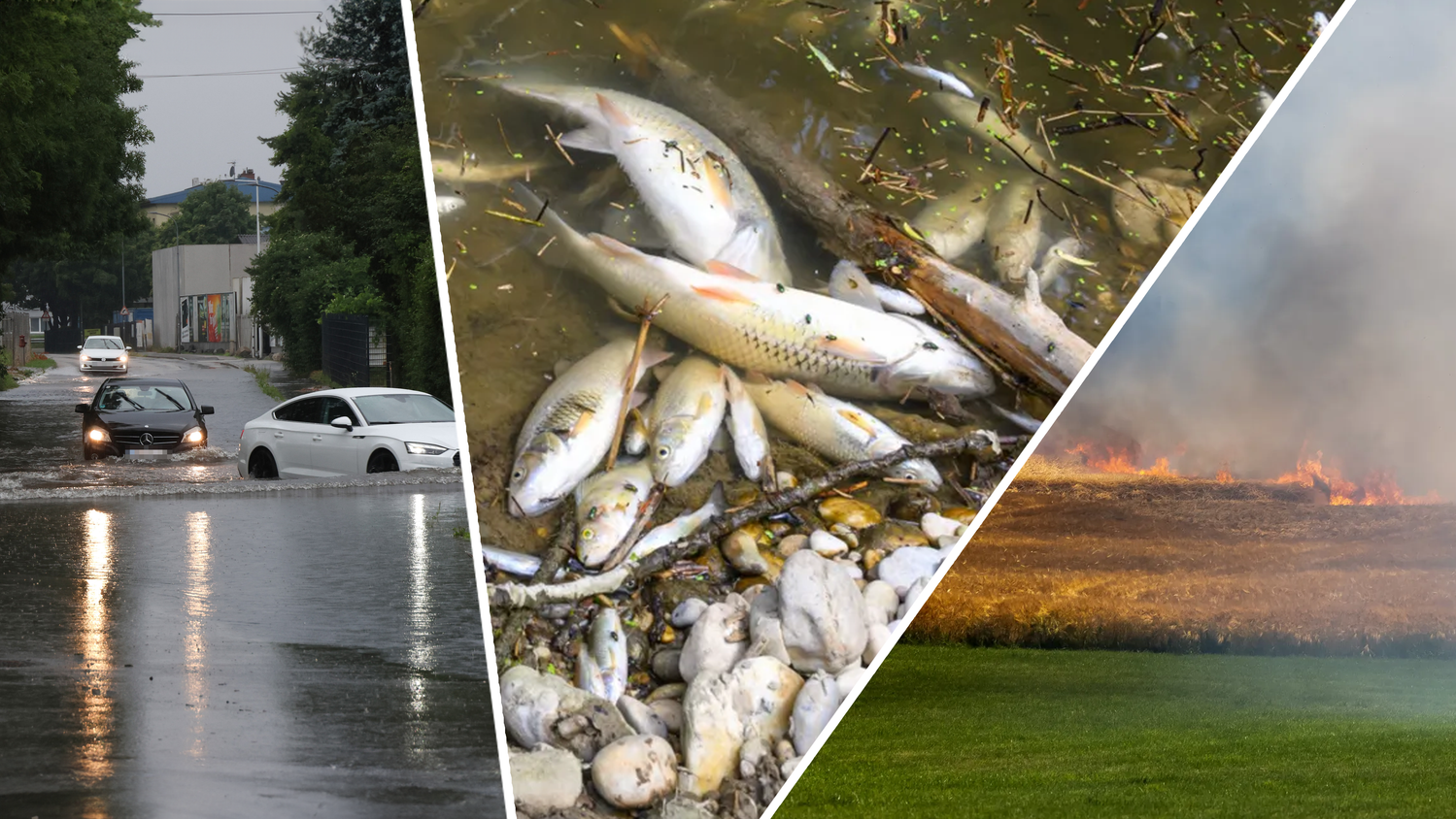 Heute.at - Wetter spielt verrückt – jetzt sterben immer mehr Tiere