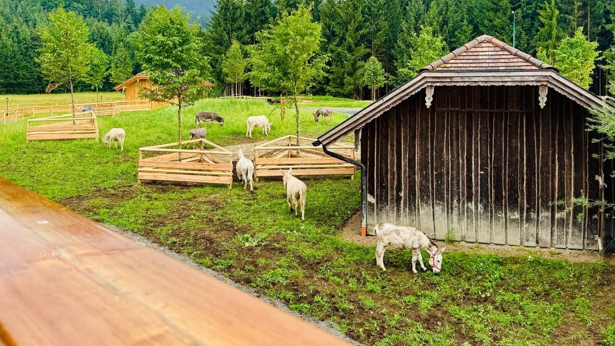 Die 39 Bewohner erkunden hier in Ruhe ihr großzügiges Refugium. 