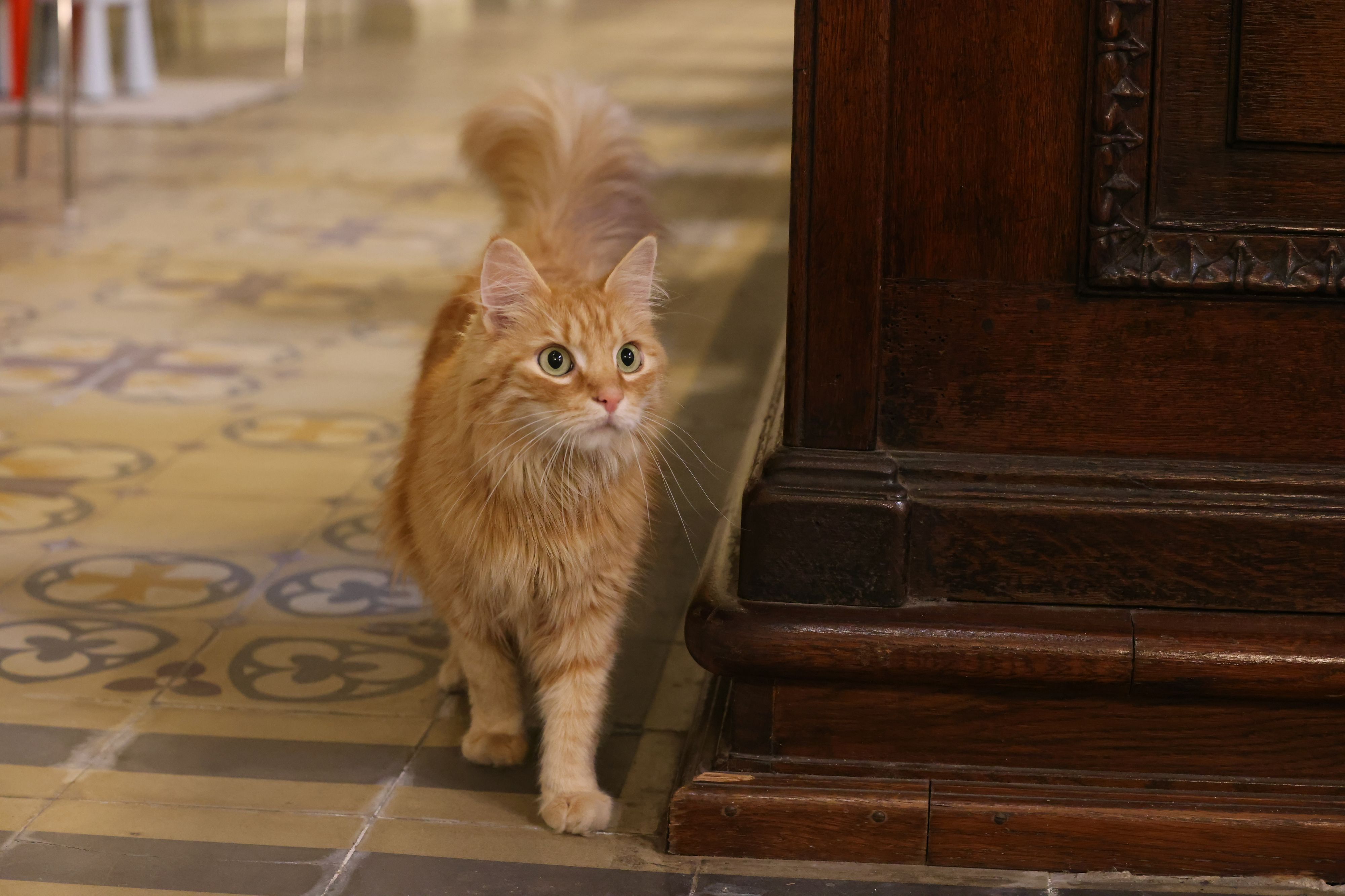 Das Streicheln von Katzen und Hunden steigert das Wohlbefinden.