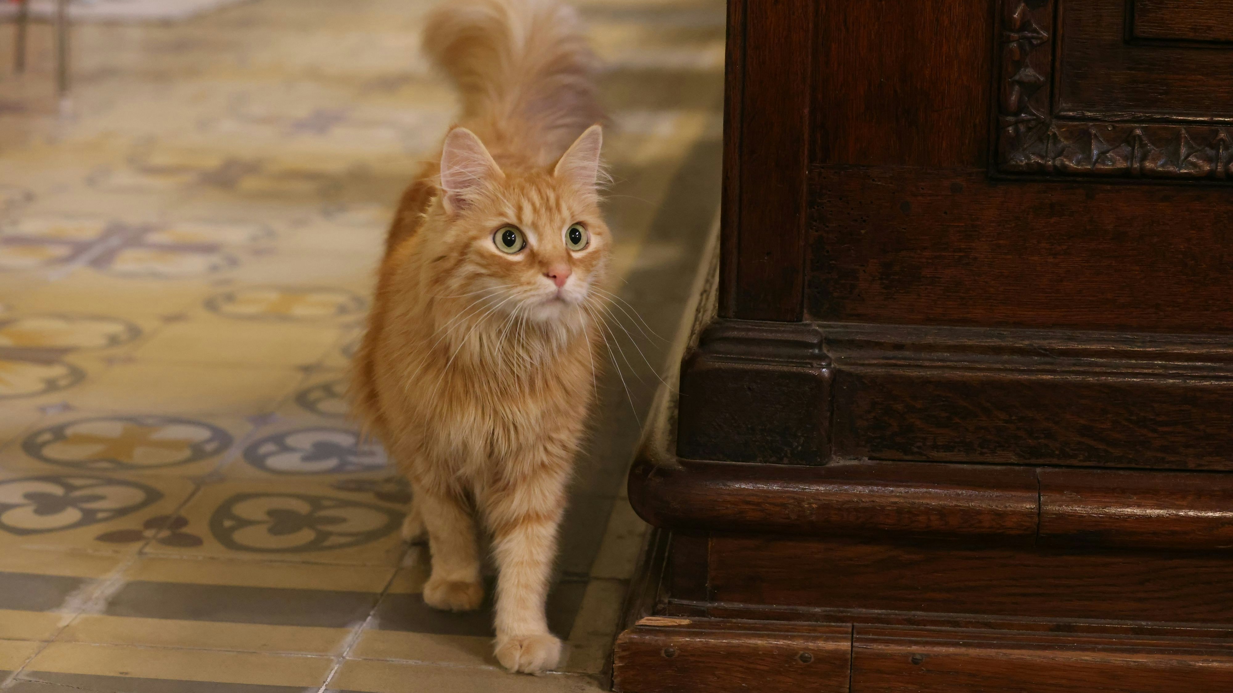 Heute.at - 42 Minuten pro Tag: Tiere streicheln tut Menschen gut