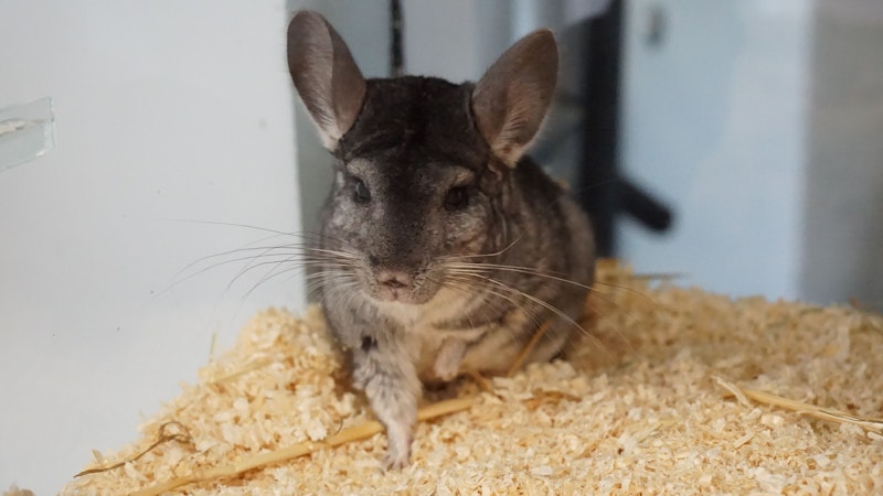 Als Nachttiere sind Chinchillas für jüngere Kinder, die sich gerade tagsüber gerne mit dem Tier beschäftigen wollen, nicht als Haustiere geeignet. Chinchillas werden im Durchschnitt 15 bis 22 Jahre alt und benötigen in dieser Zeit täglich Pflege und Fütterung. Chinchillas sind sehr spring- sowie kletterfreudige Tiere und brauchen viel Platz. Ein optimaler Käfig sollte raumhoch sein und mehrere Etagen besitzen.