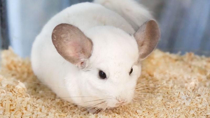 <strong>PASCAL &amp; PARIS</strong>: Chinchilla Pärchen Pascal (8, Bild) &amp; Paris (9) sind zwei freundliche und liebenswerte Fellnasen die ihr gemeinsames Glück suchen. Chinchillas besitzen ein ausgeprägtes Sozialverhalten, sind neugierig, benötigen viel Abwechslung und durch Ihr zutrauliches Wesen bereiten Sie dem Menschen viel Freude. Sie sind vor allem Dämmerungs- und Nachtaktiv.