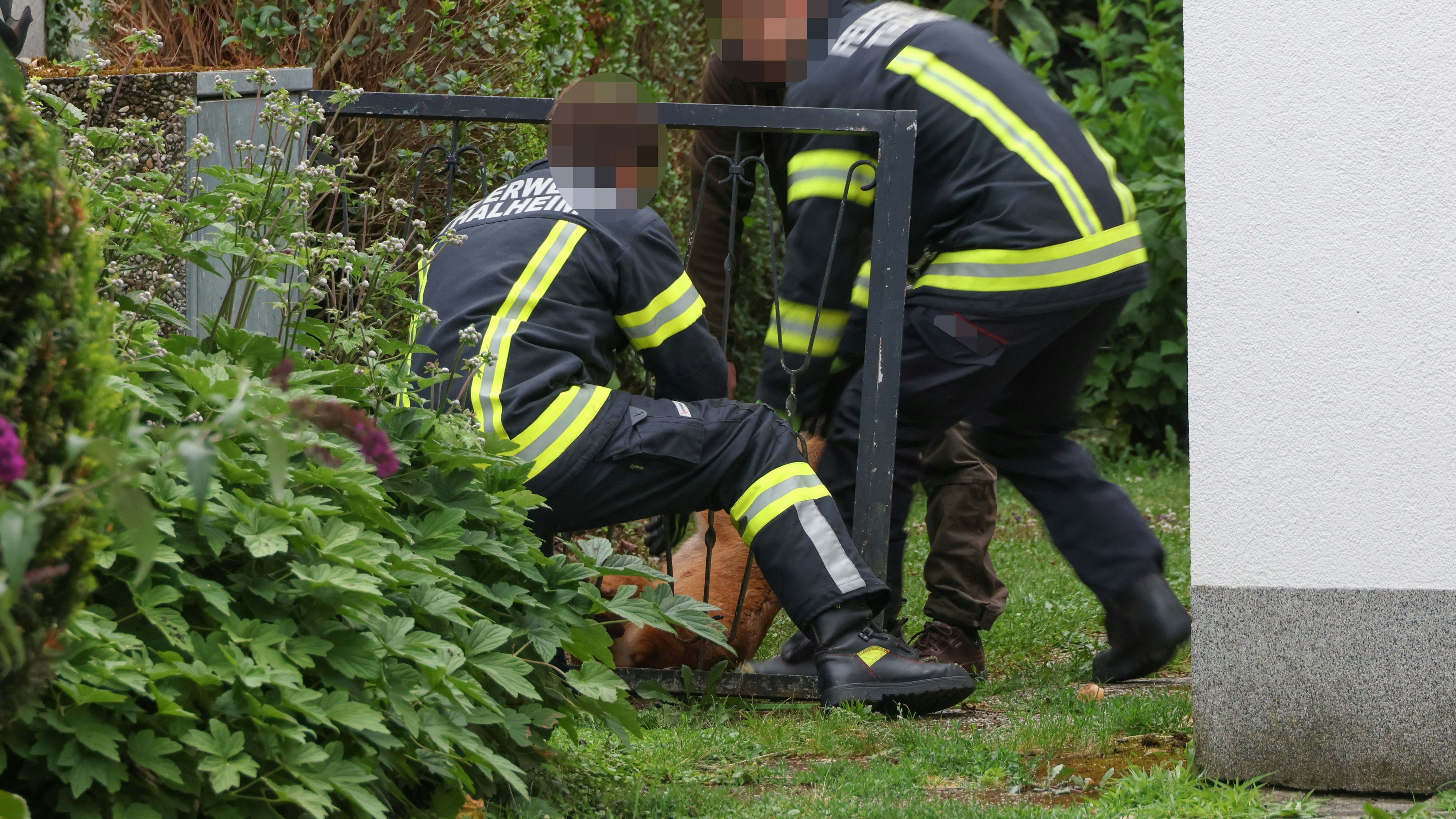 Das Tier steckte in einem Gartentor fest.