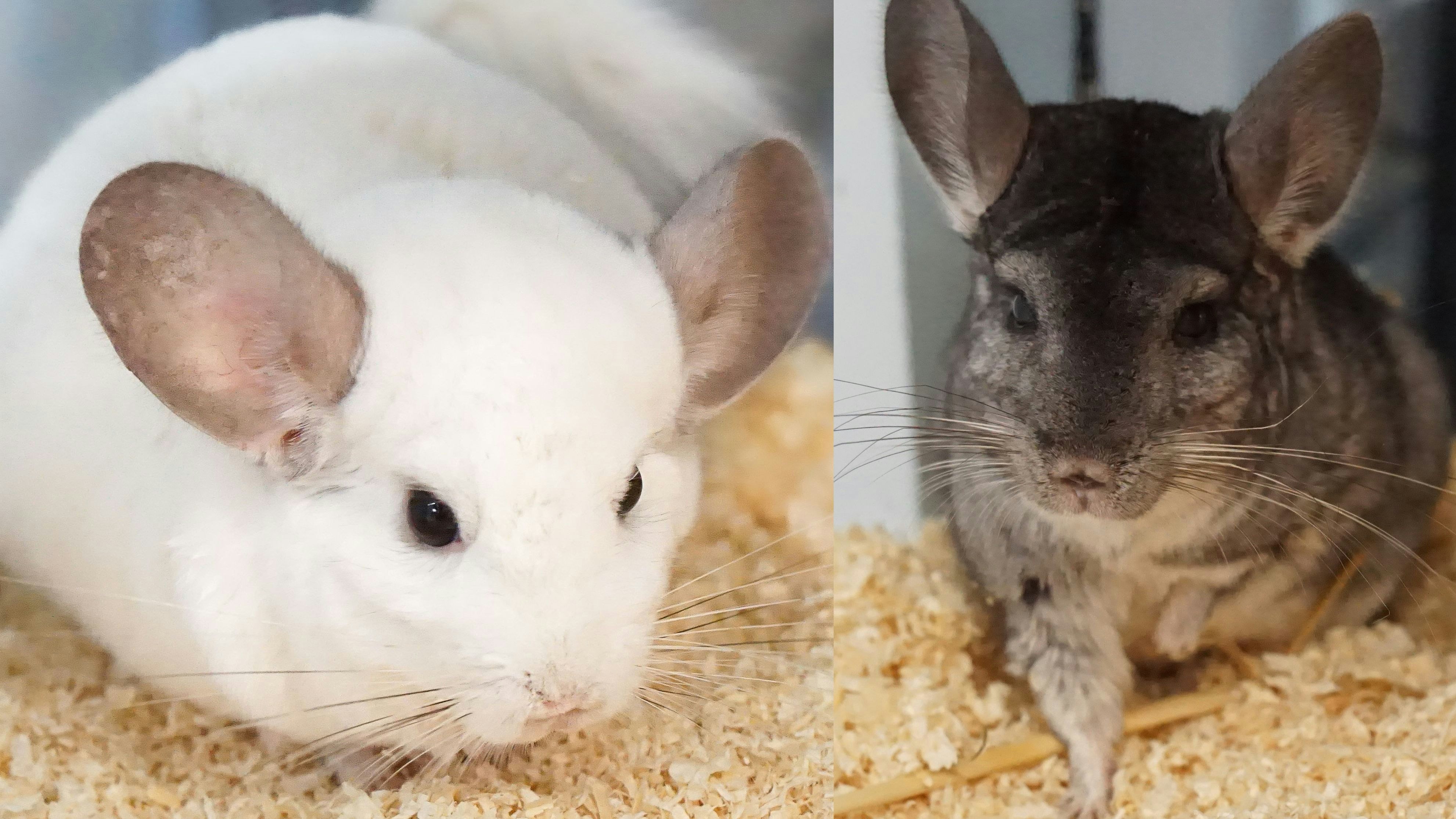 Heute.at - Chinchilla Pärchen sucht das gemeinsame Glück