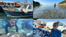 Im Mittelmeer suchen die Fische nach Frische