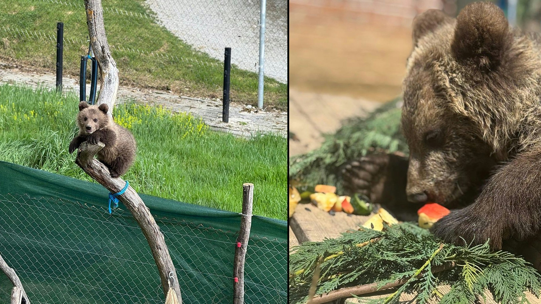 Zum Glück hat sich der kleine Bär mittlerweile im Bärenwald gut eingelebt. 