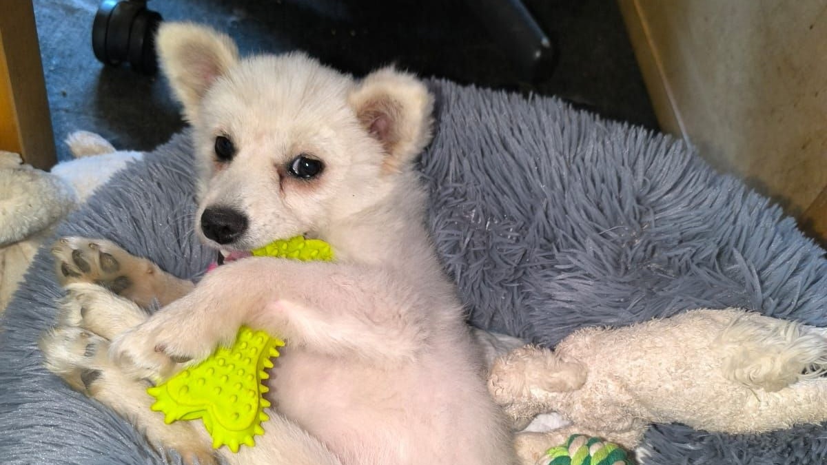 Mit ihrer Persönlichkeit erobert die Hundedame alle Herzen!