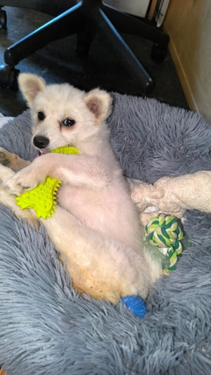 Hündin Fee: Vom Mülleimer in ein neues Leben. Der Pomeranian-Mix kämpft trotz Behinderung tapfer. Unterstützung für ihren Rollstuhl gesucht.