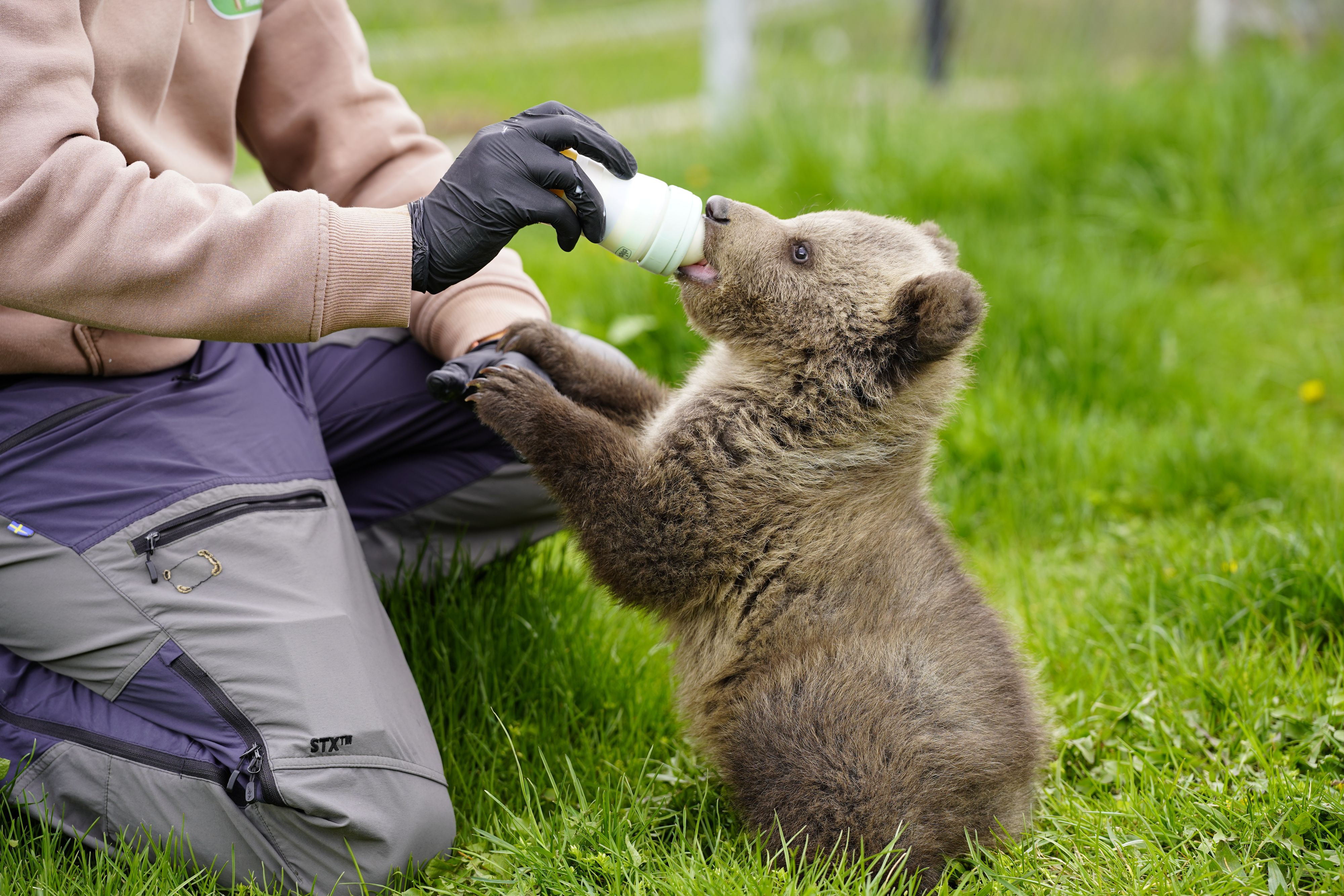 Heute.at - Förster-Sohn tötet Bärenmama – drei Babys jetzt im Zoo