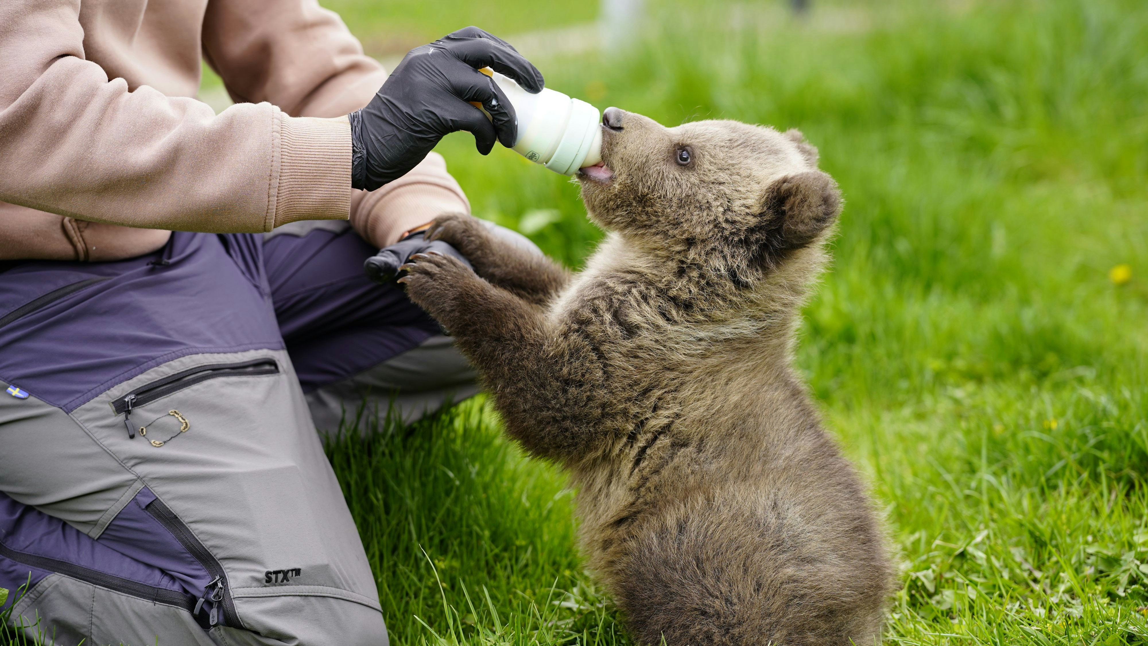"Dori" kann leider nicht mehr ausgewildert werden, da er sich in freier Wildbahn nicht mehr zurecht finden würde. 