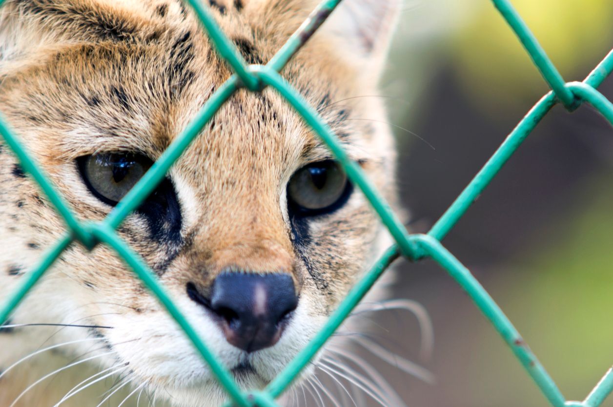 In Hamburg soll eine kleine Raubkatze herumstreunen.