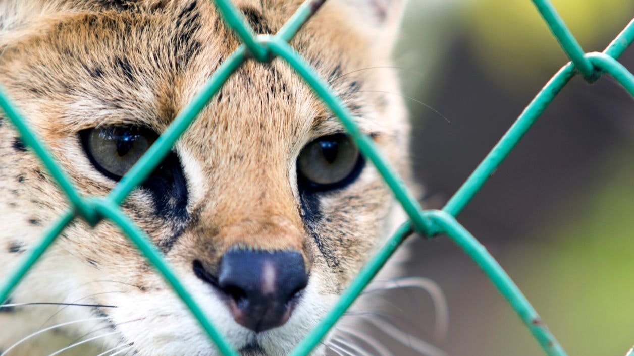 Heute.at - Augen auf! Hier streunt eine Raubkatze umher