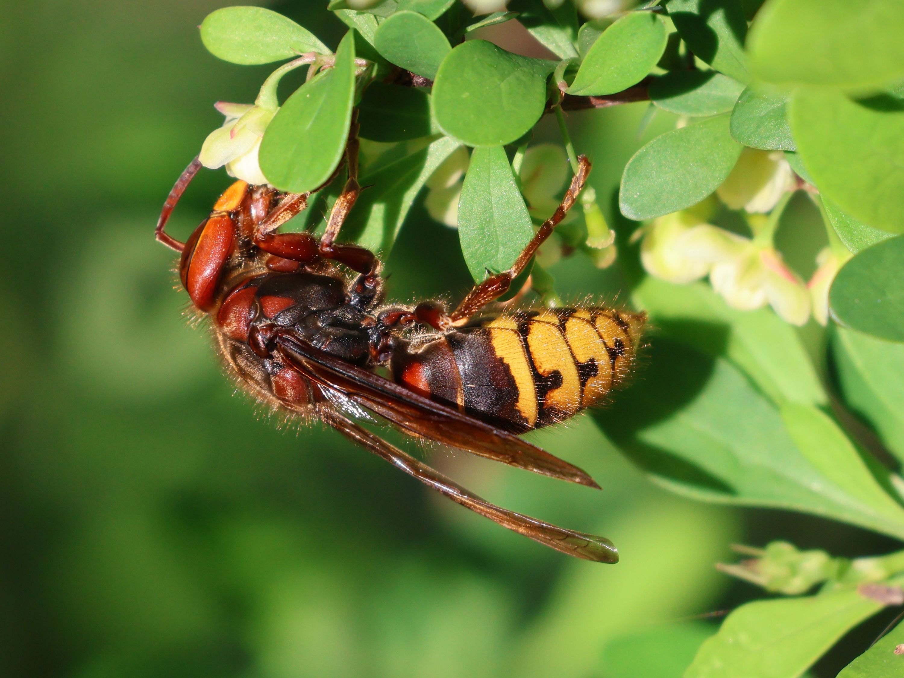 Heute.at - Hornissen sind eigentlich viel zu cool um zu stechen