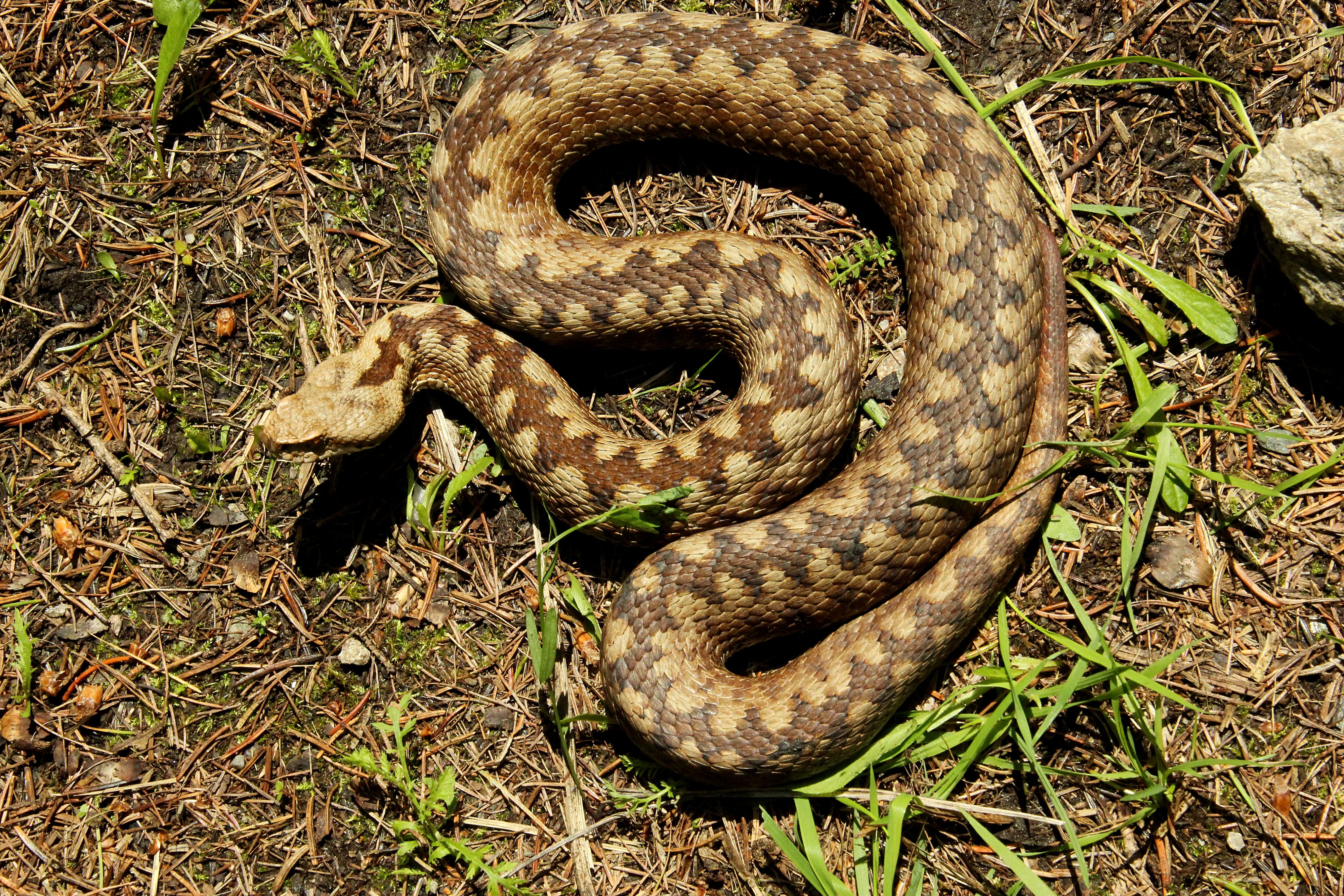 Das erste entdeckte Hybrid-Weibchen: Es ist halt Kreuzotter, halb Hornviper.
