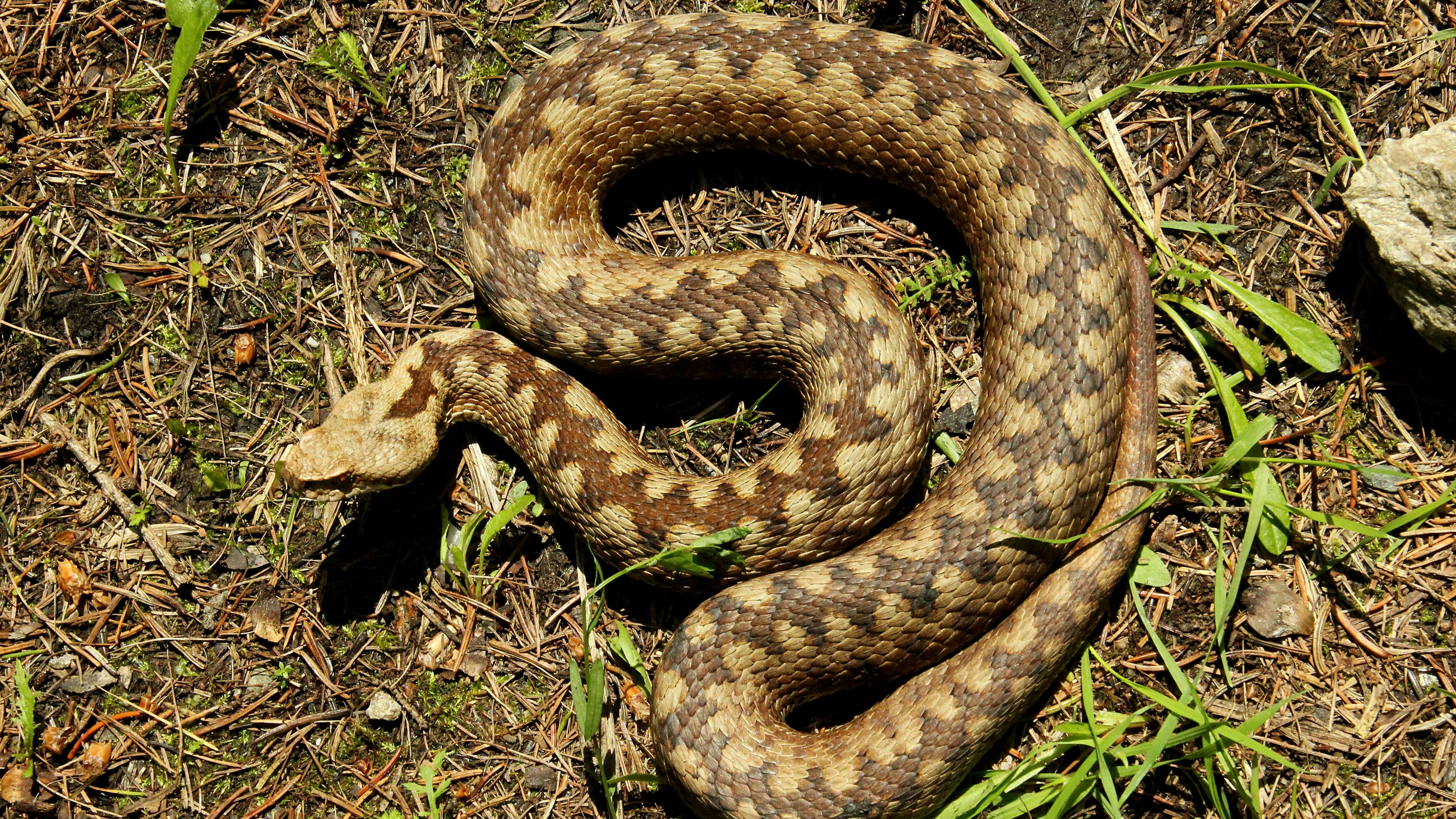 Heute.at - Hybrid entdeckt! Österreichs Giftschlangen kreuzen sich