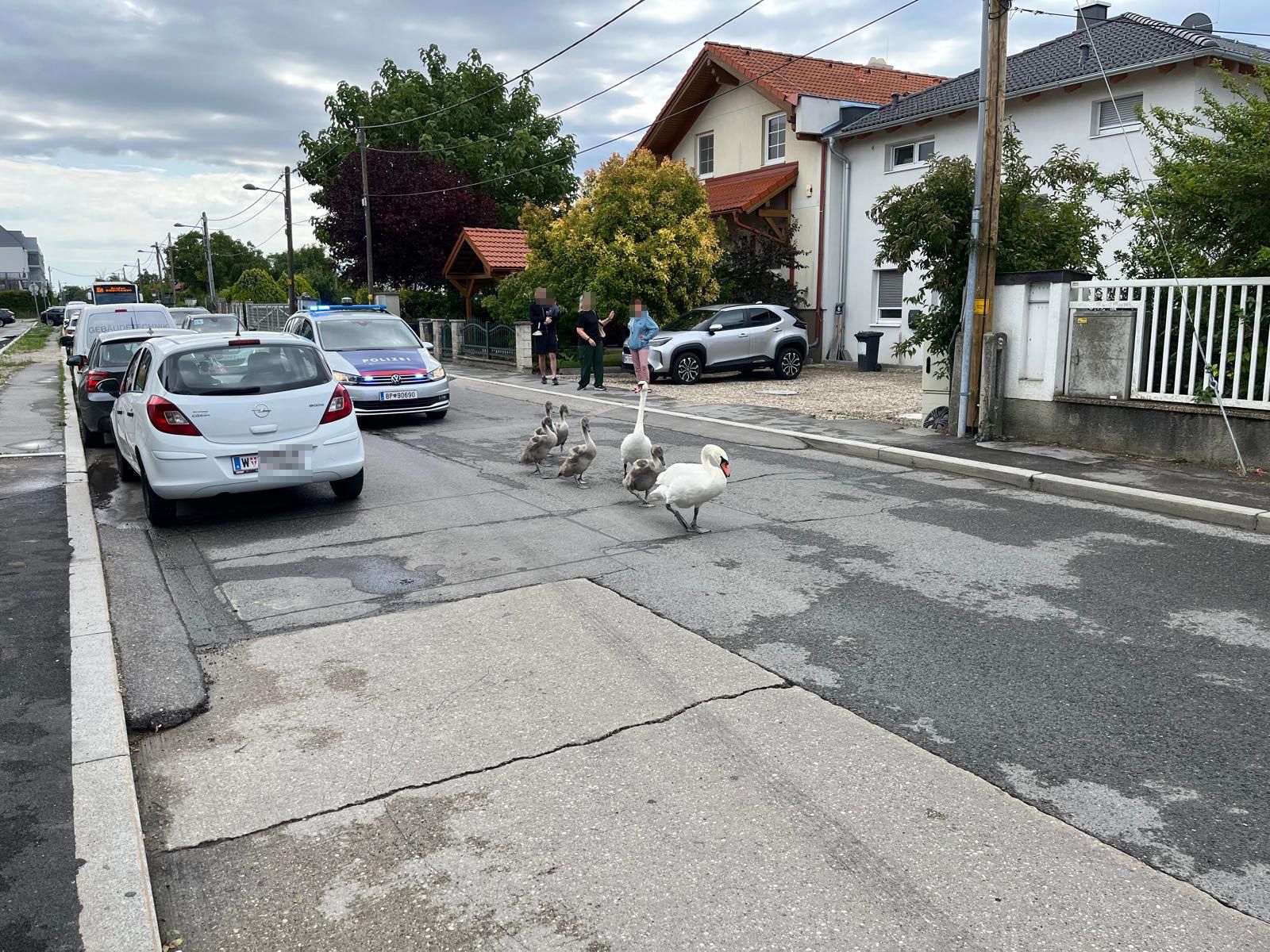 Schwanenfamilie sorgt für Polizeieinsatz in der Donaustadt