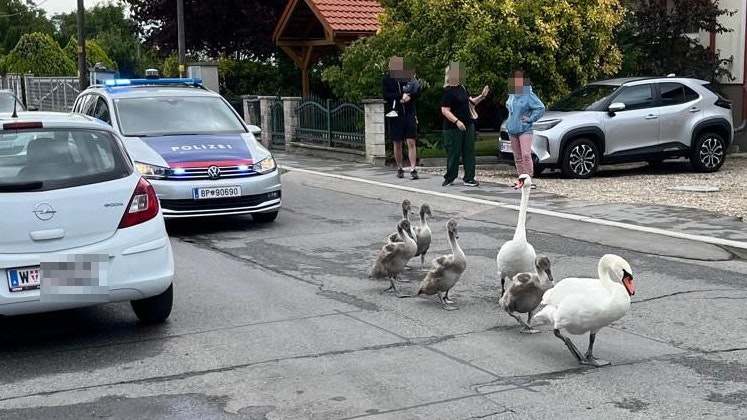 Schwanenfamilie sorgt für Polizeieinsatz in der Donaustadt