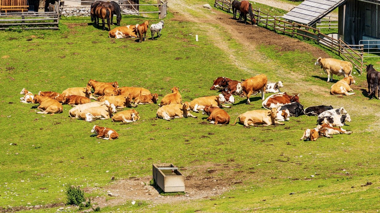 Heute.at - Kuh springt über Stacheldraht und geht auf Deutsche los