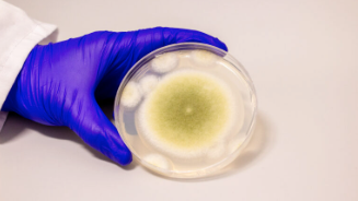 Schimmelpilz mit ungeahnten Eigenschaften: Aspergillus flavus