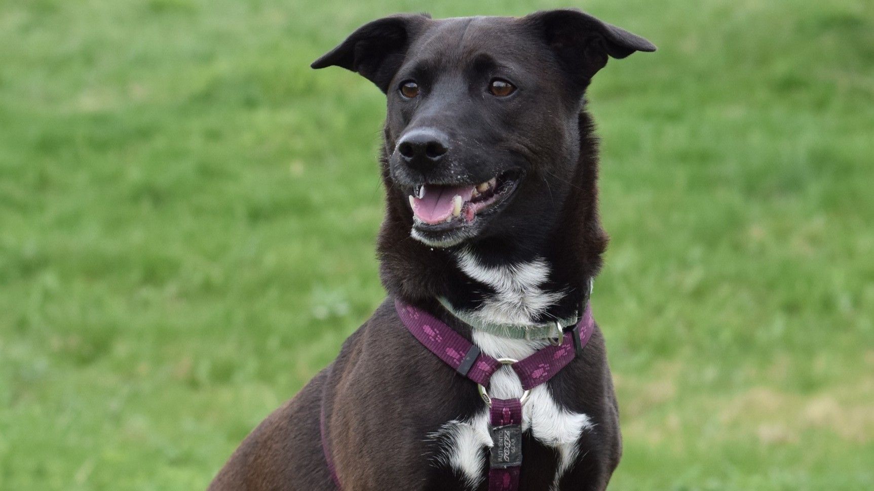 Lennox (8) weiß genau, was er will – und was nicht, aber bei einem Stückchen Käse ist er sehr bestechlich.