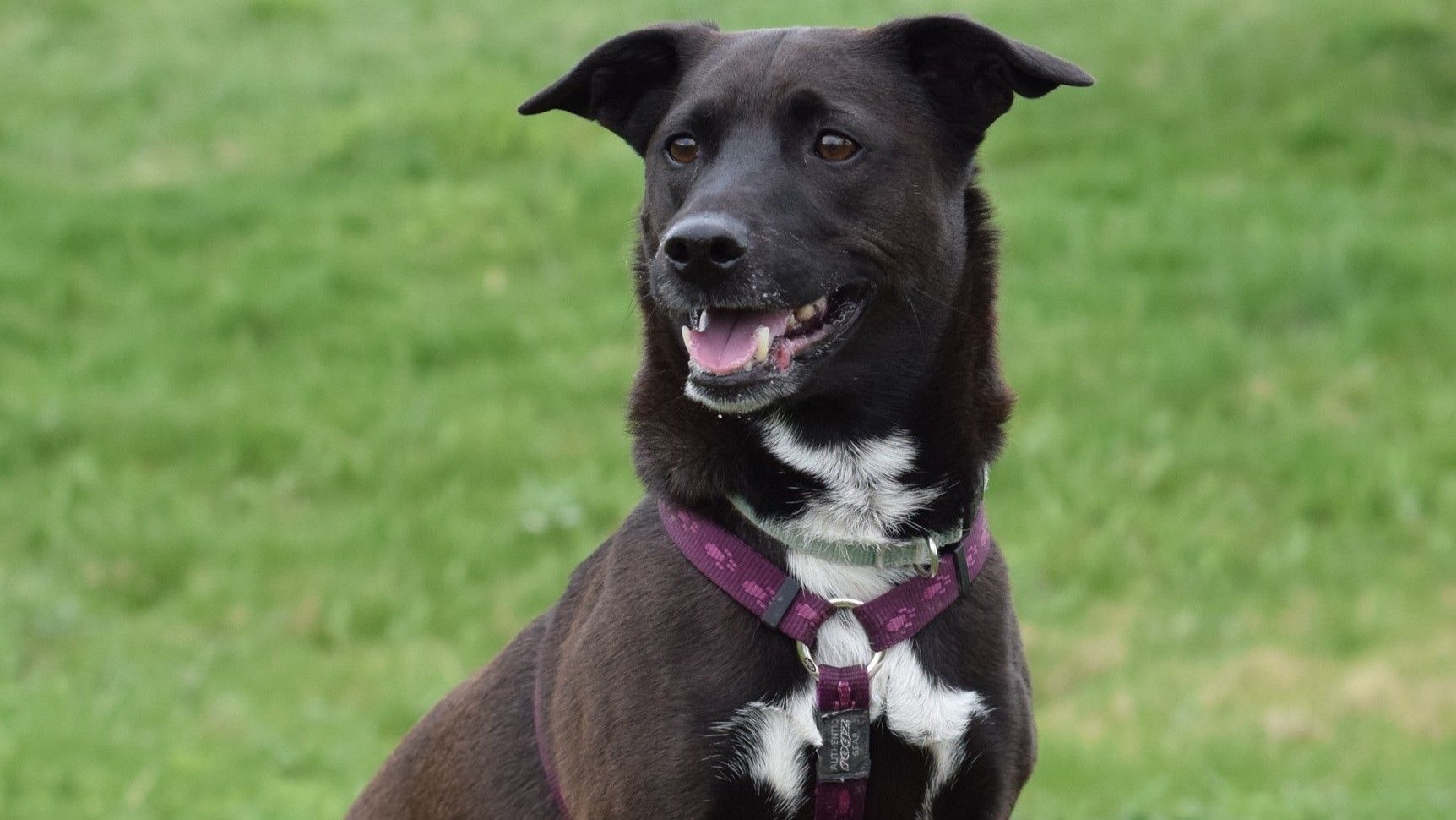 Heute.at - Für Käse macht Mischlingsrüde Lennox fast alles