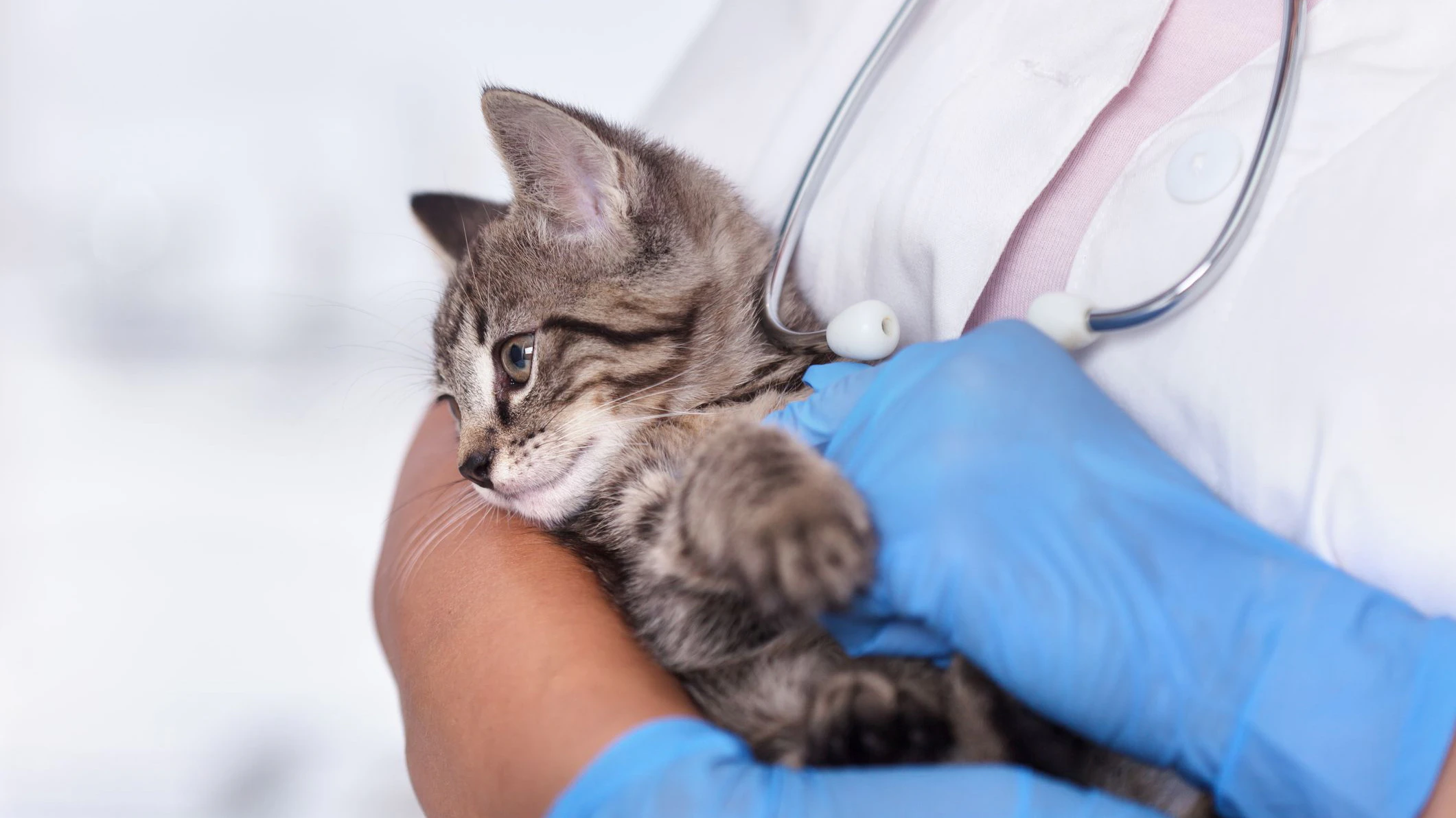 Das Kätzchen hatte wie durch ein Wunder überlebt und konnte in ein Tierheim gebracht werden. 