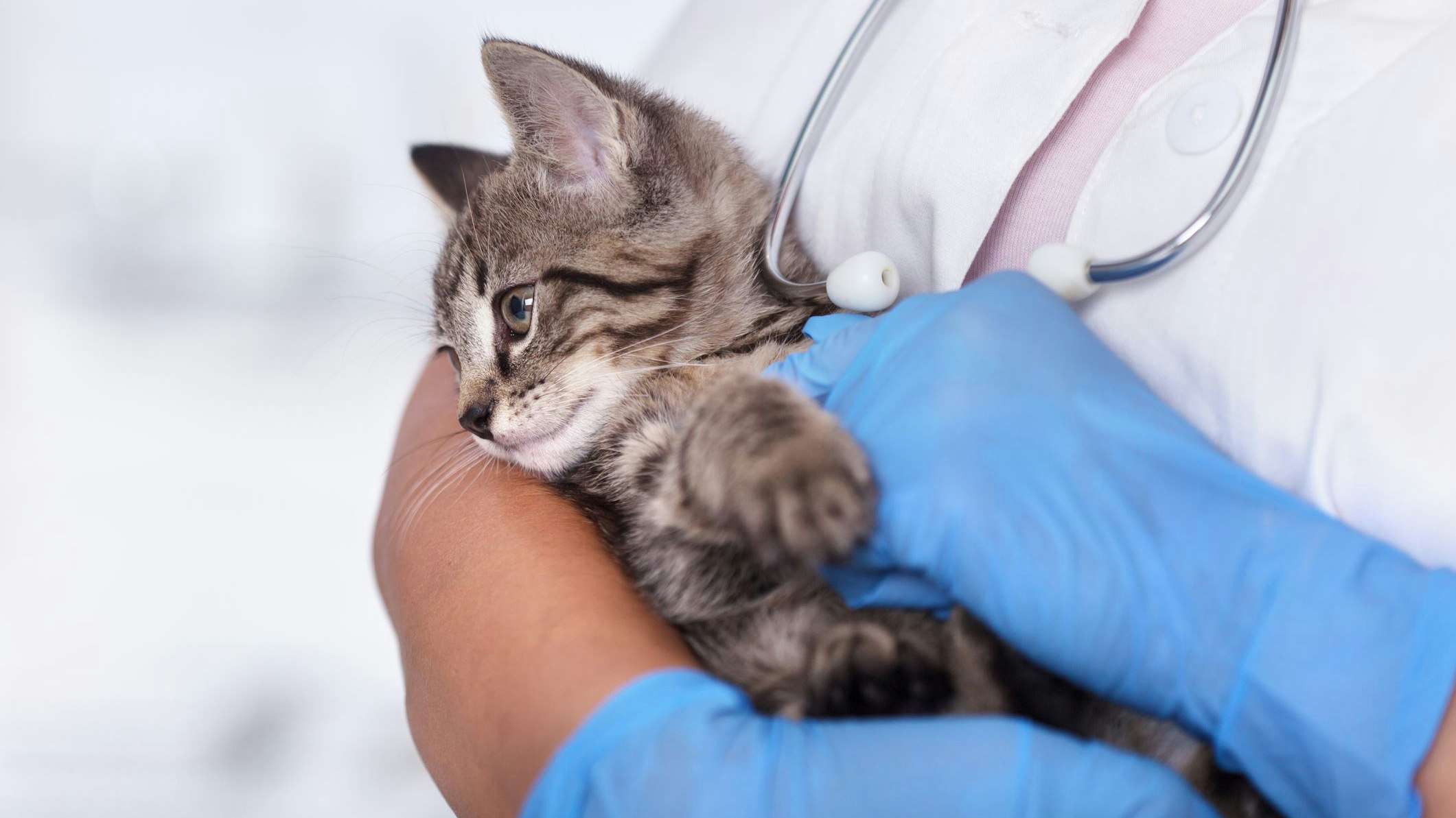 Heute.at - Kätzchen wurde aus dem fahrenden Auto geschmissen