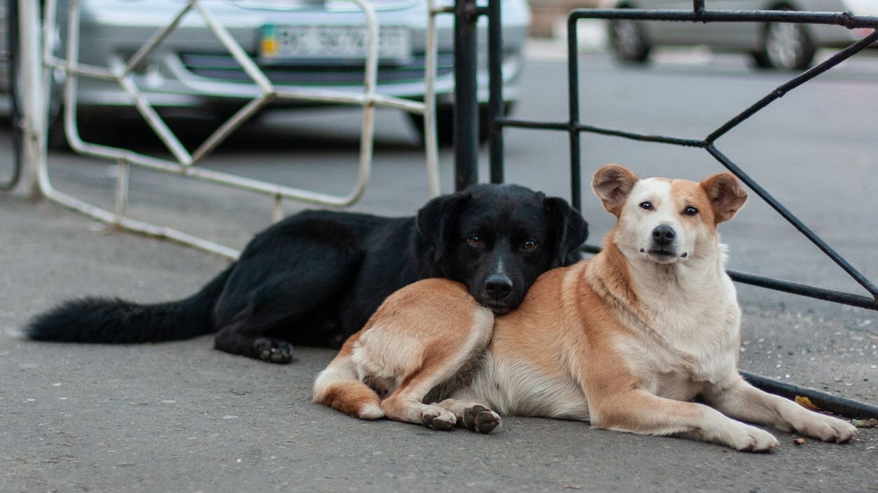 Heute.at - Tiere bleiben immer öfter im Urlaub zurück