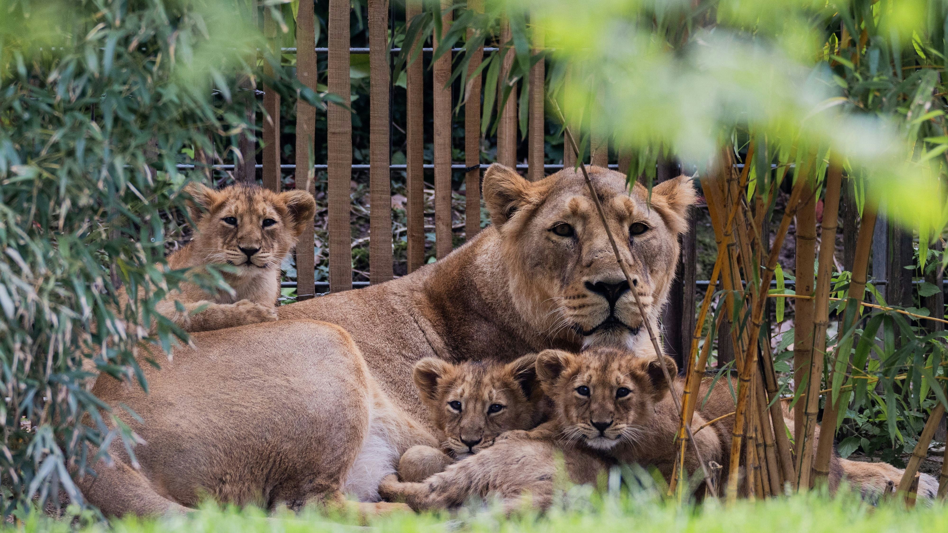 Heute.at - Tierschützer entsetzt – Zoo schläfert Löwen-Babys ein