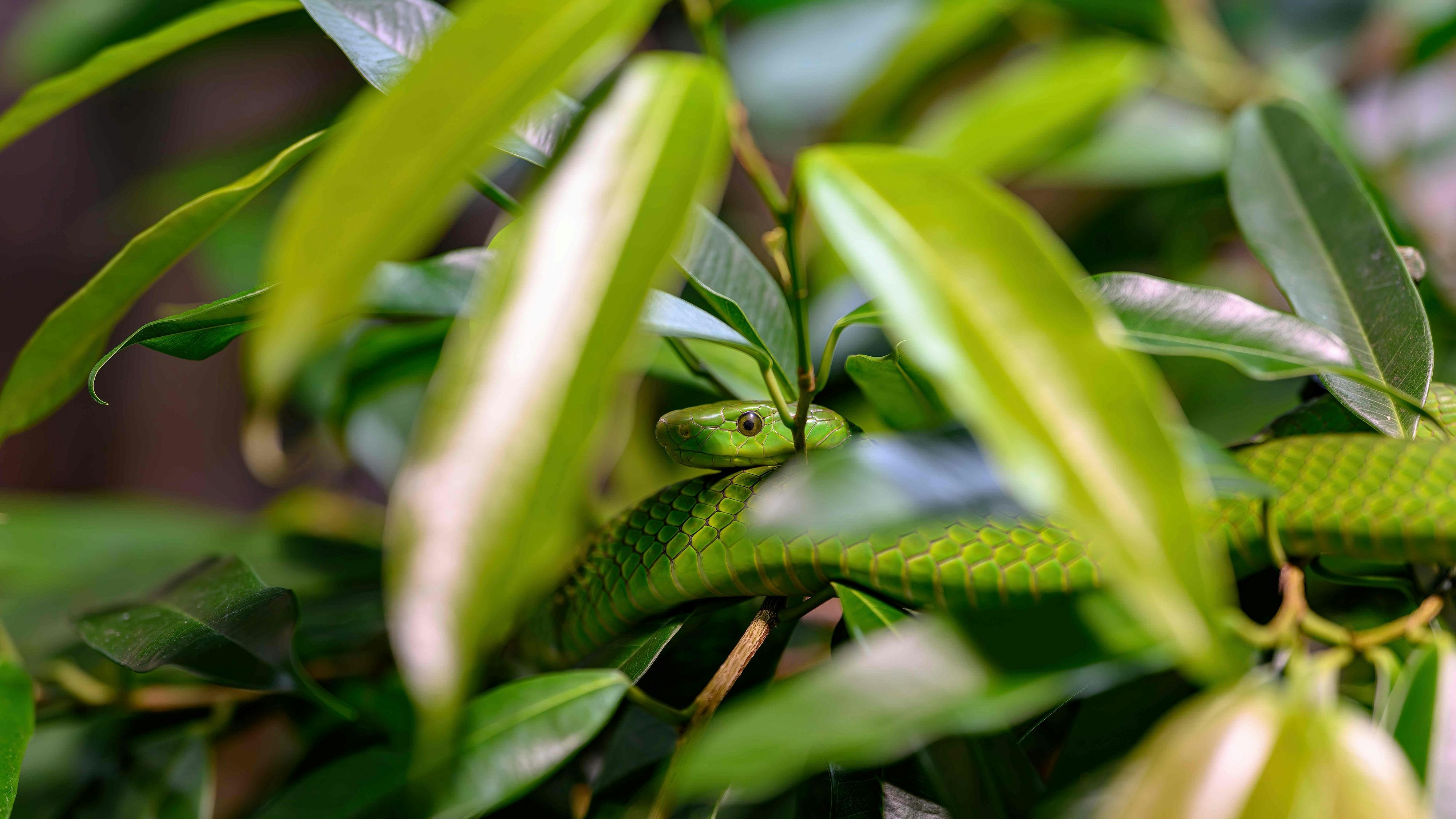 Grüne Mamba ist pfeilschnell. 