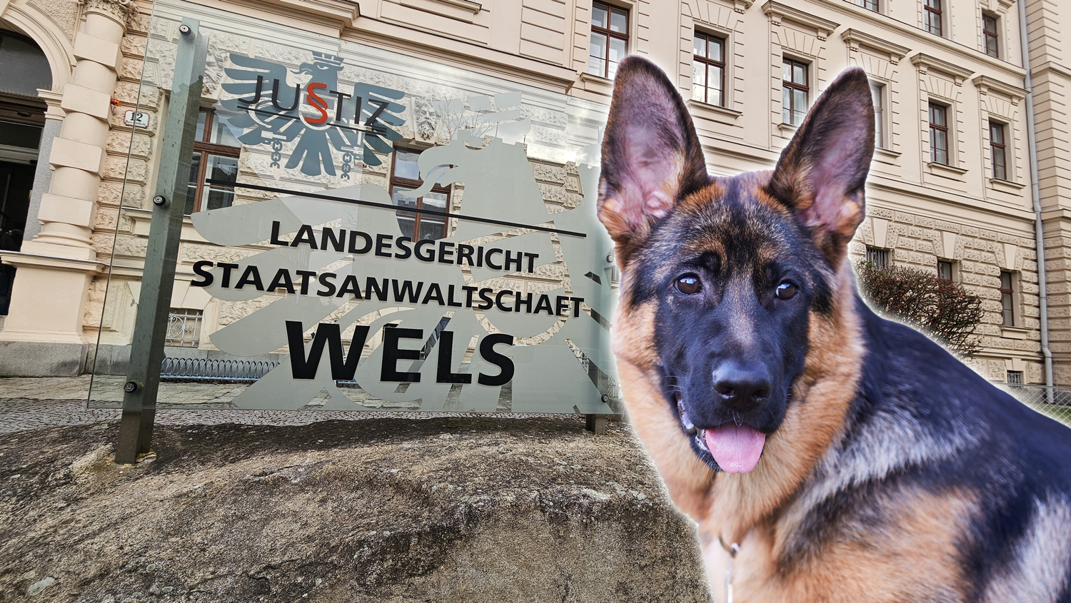 Die Halterin (31) der Schäferhunde musste sich am Mittwoch in Wels vor Gericht verantworten. (Symbolbild)