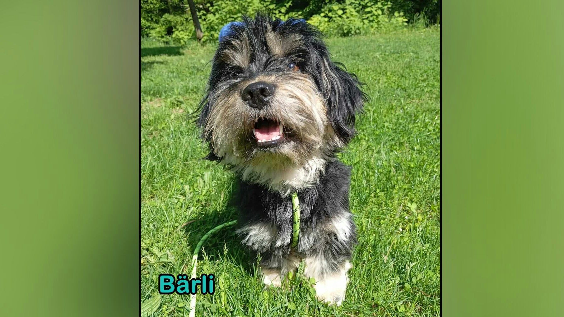 Auch der kleine "Bärli" sucht sein Zuhause auf Lebenszeit.