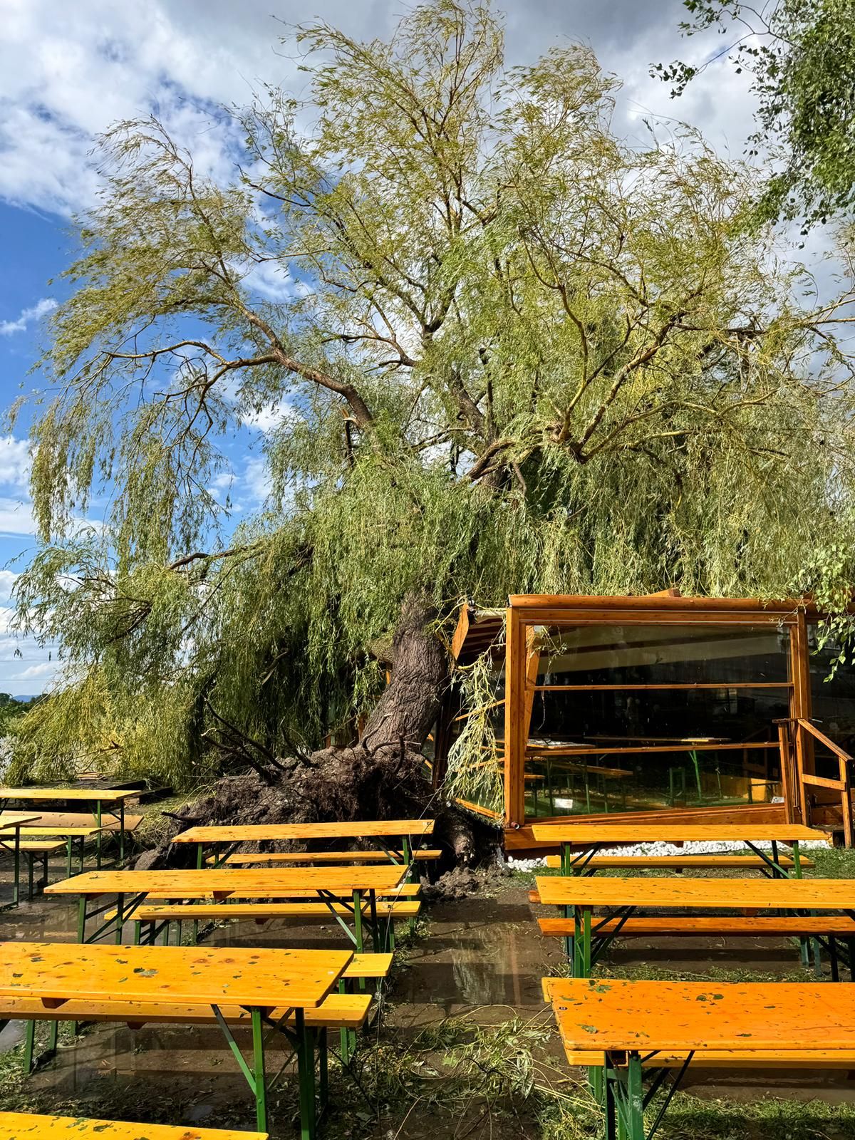 Eine riesige Weide stürzte auf das Lokal von Familie Hebberling.