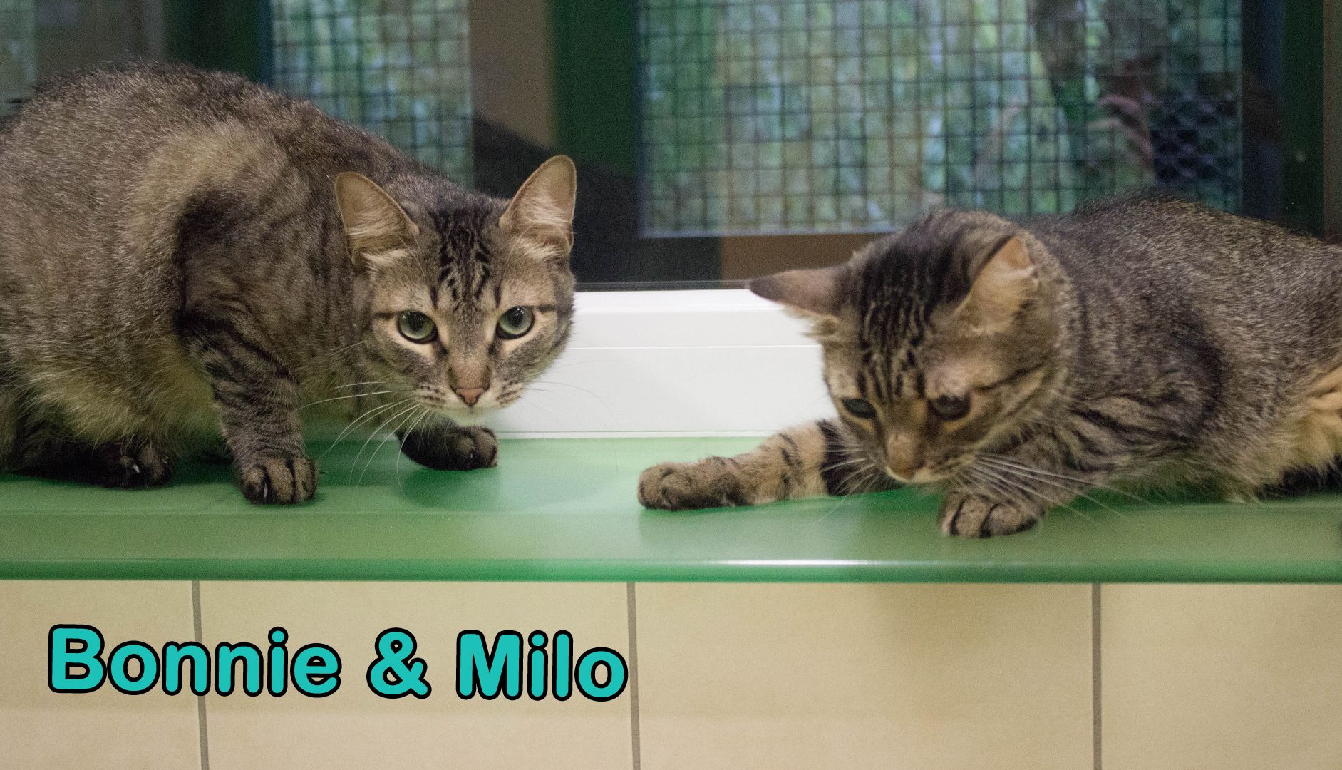 Die zwei Tigerkatzen warten im Tierheim Klagenfurt auf dich!