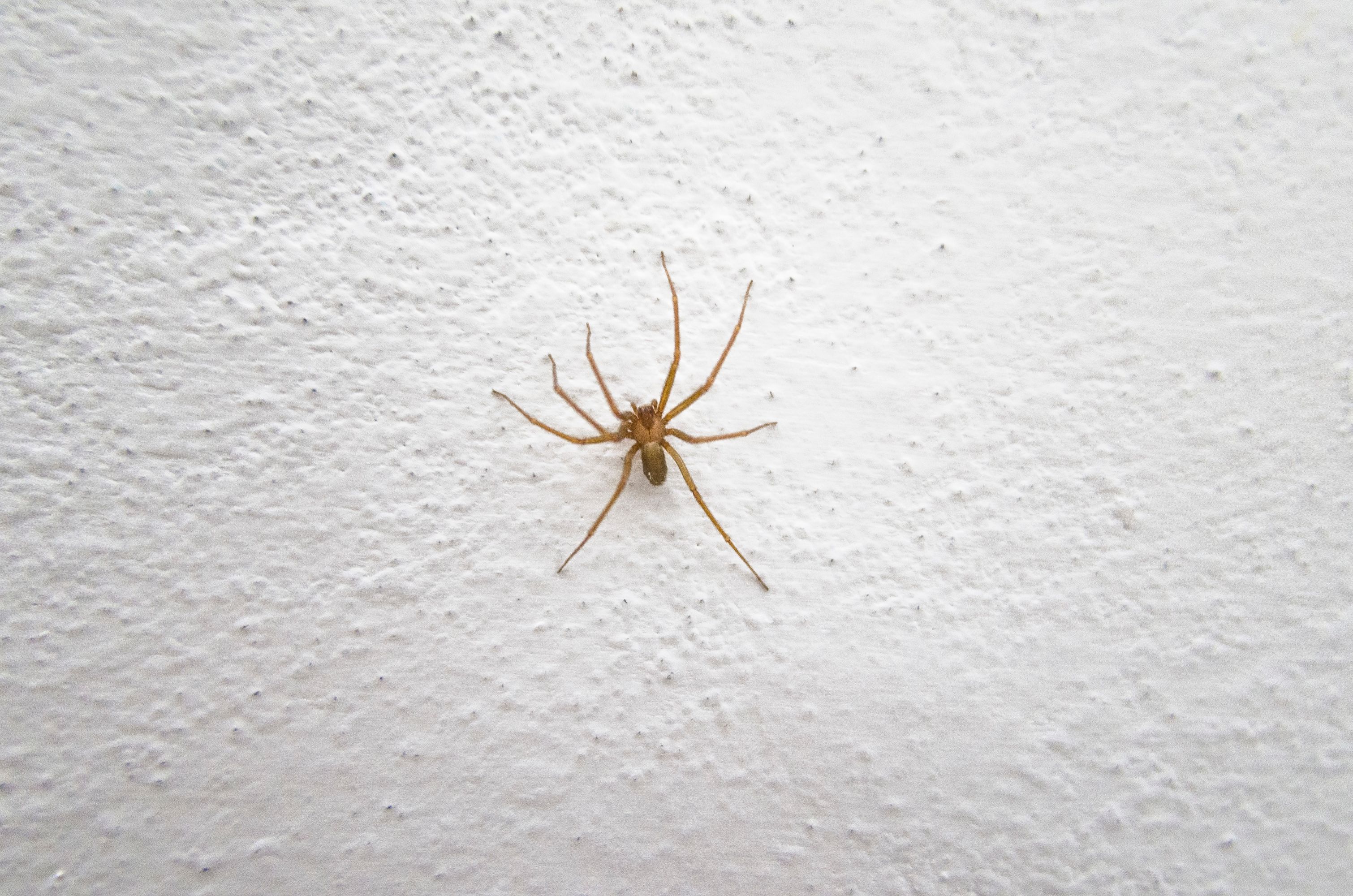 Die Braune Violinspinne kann mit ihrem Biss Nekrosen auslösen.