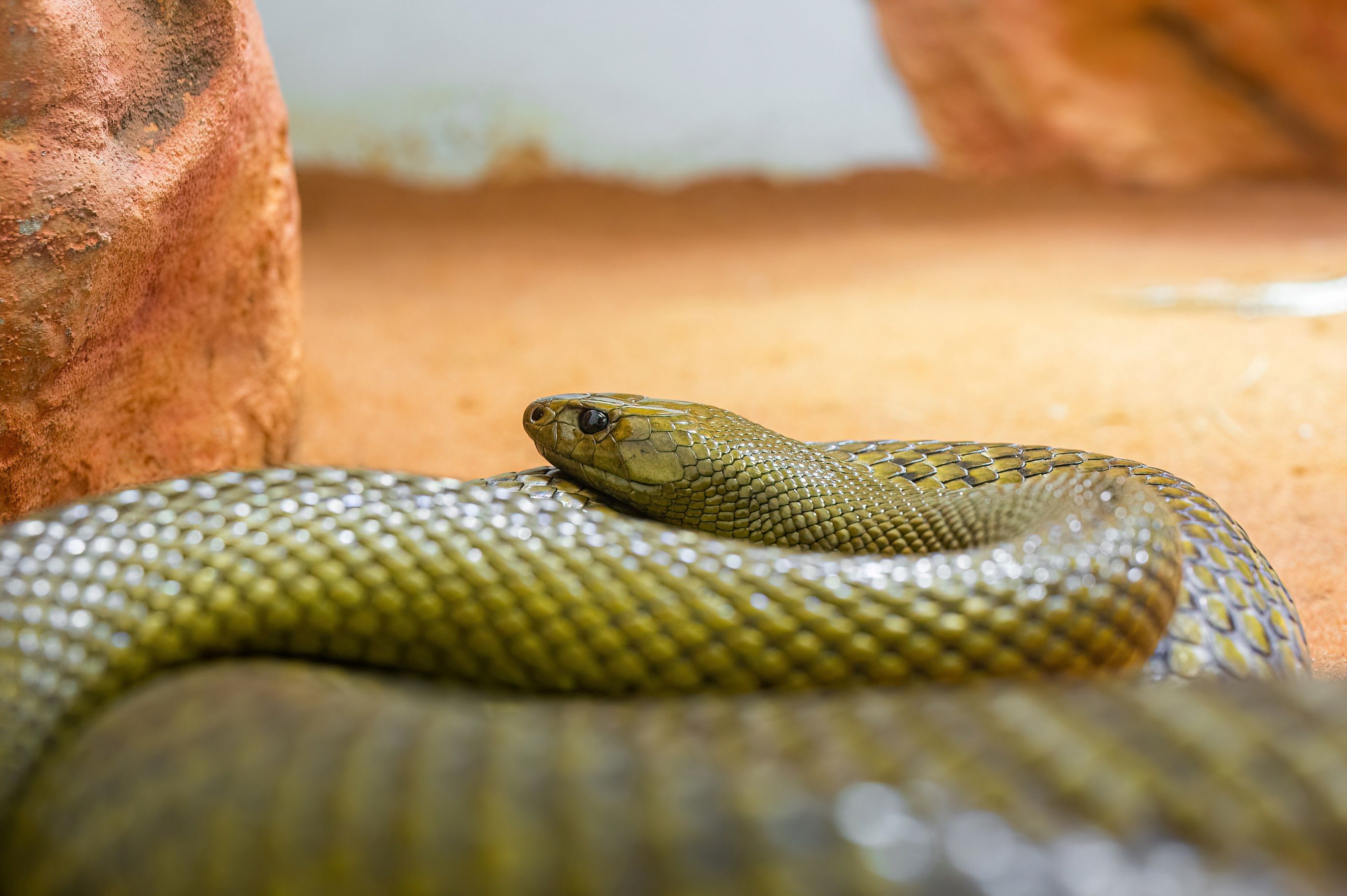 Der Inlandtaipan kann mit seinem Gift 200 Menschen töten.