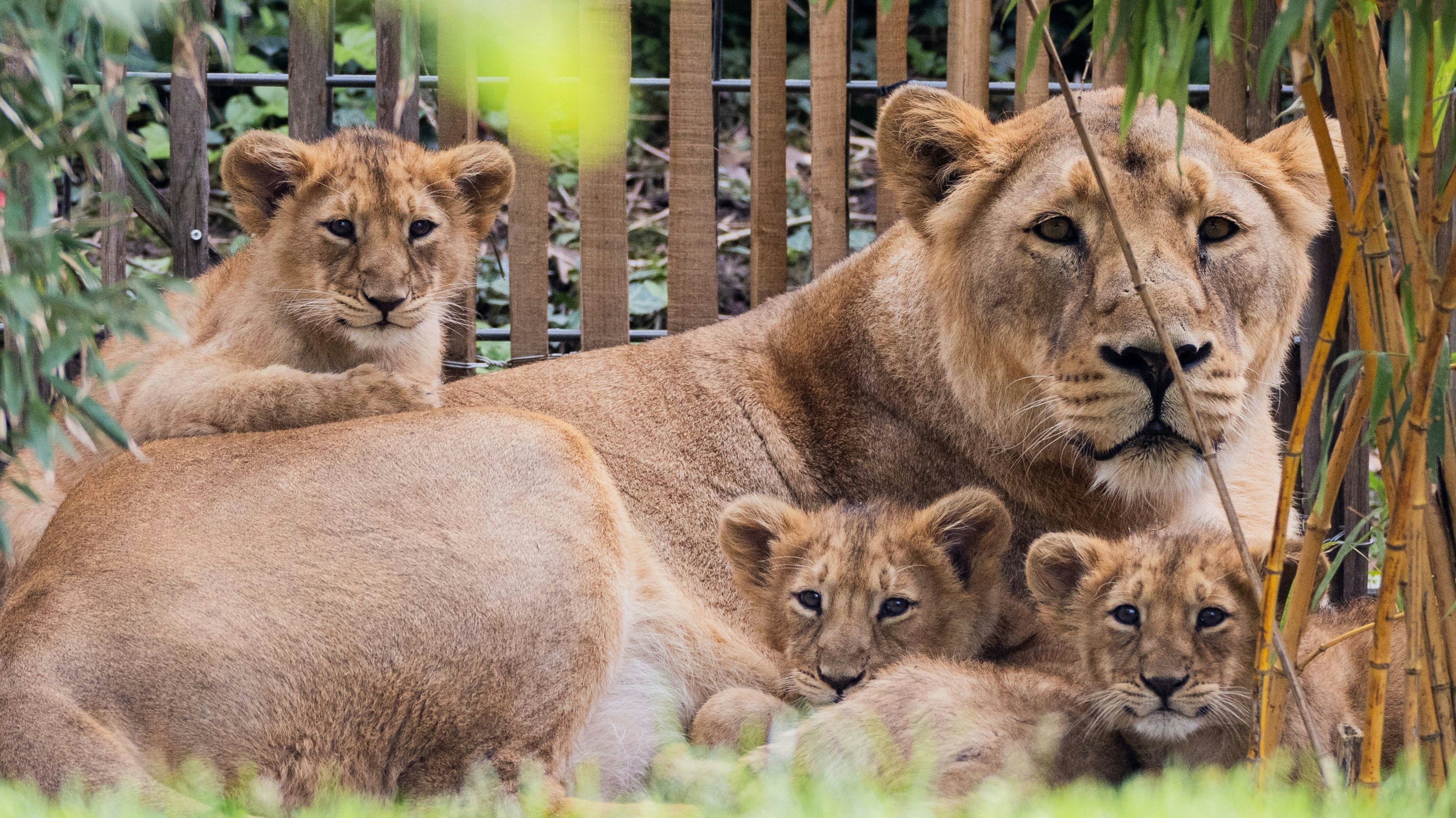 Heute.at - Mutter will sie nicht! Zoo schläfert Löwenbabys ein