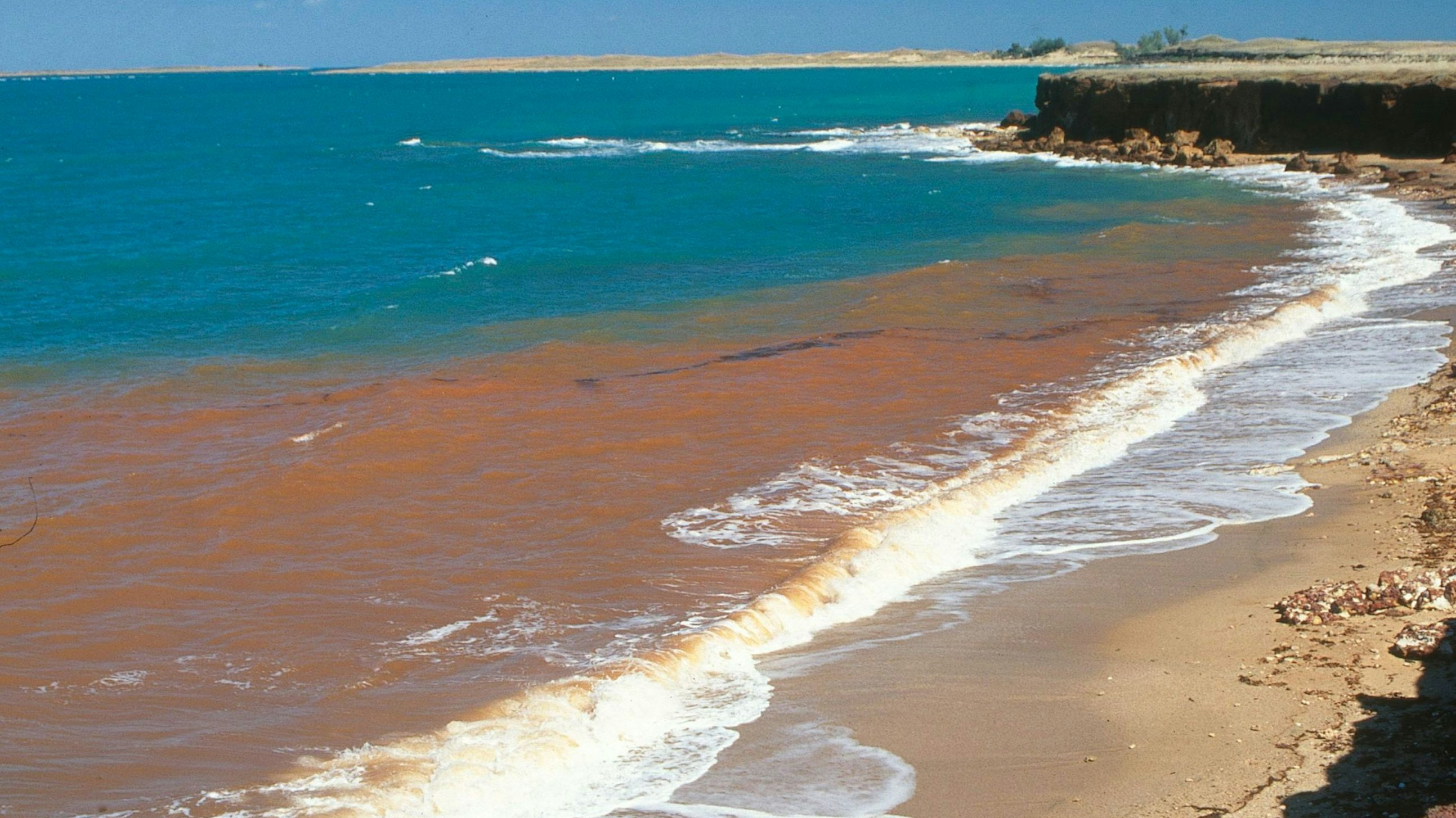 Heute.at - Horrorfilm für Fische – Algenblüte breitet sich aus