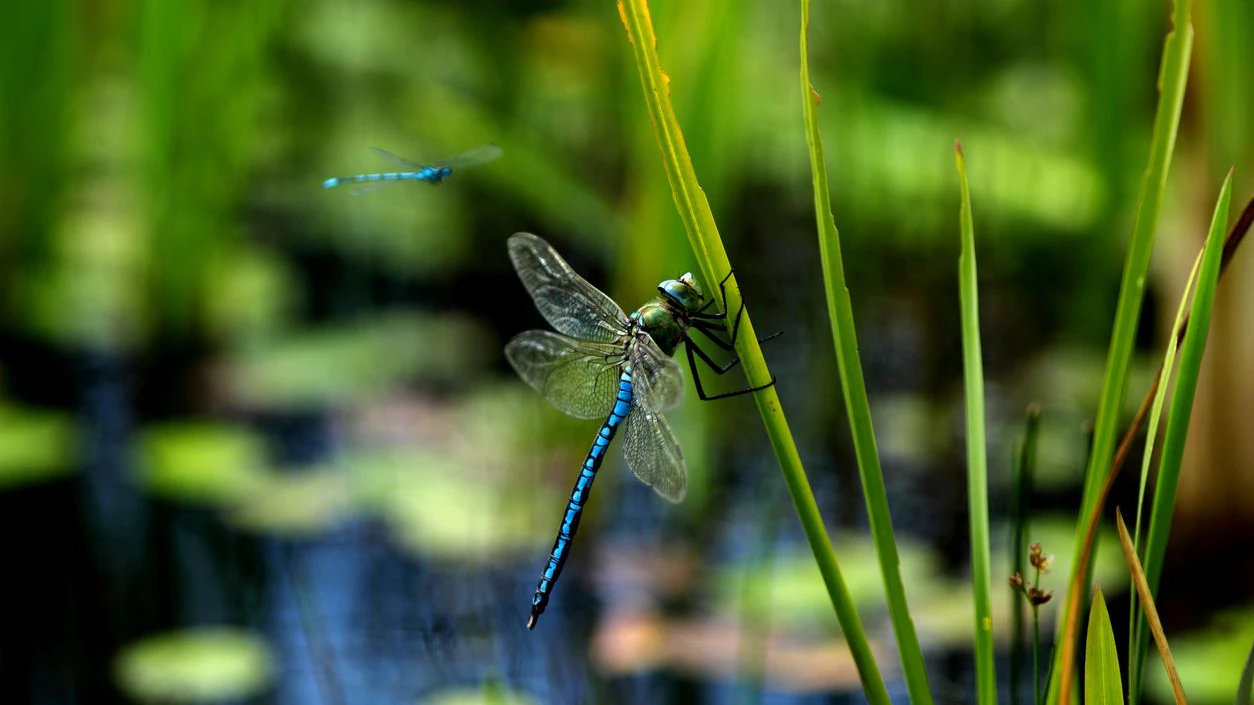Wir müssen jede Libelle feiern, denn sie verschwinden jährlich mehr und mehr von der Bildfläche. 