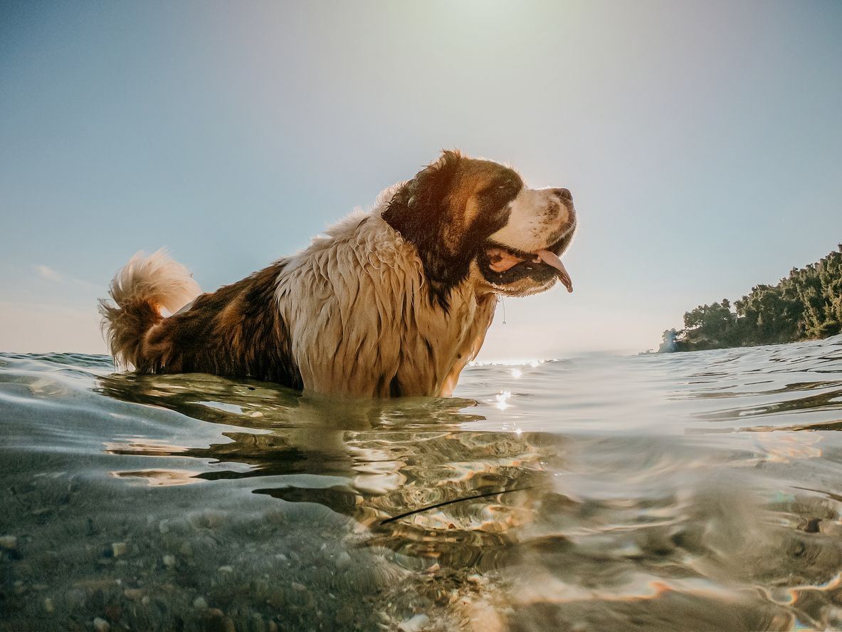 Abkühlung wissen auch unsere Hunde zu schätzen. 