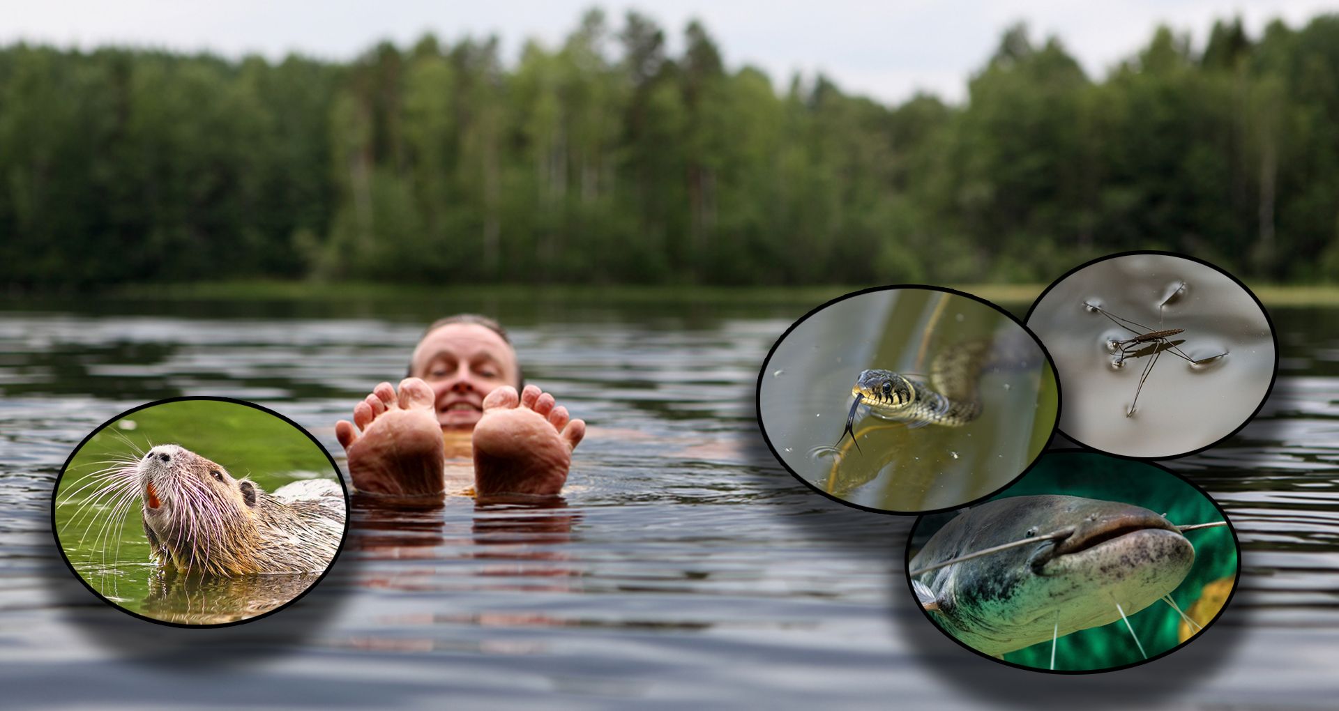 Unzählige Badeseen in Österreich sind natürlich nicht nur für unser Vergnügen da - sie beherbergen eine Vielfalt an Tieren.