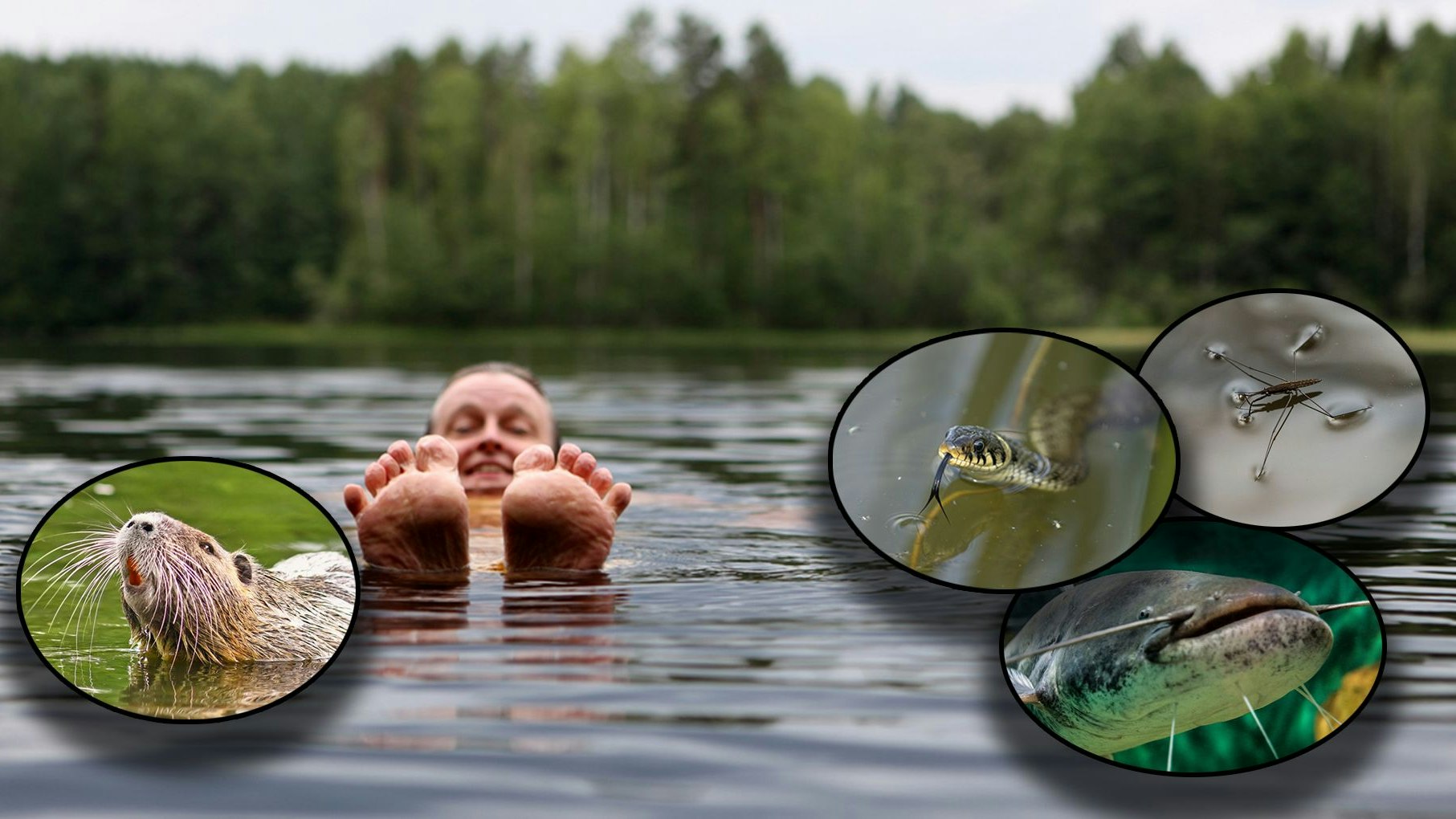 Heute.at - Diese Tiere beobachten dich im Badesee