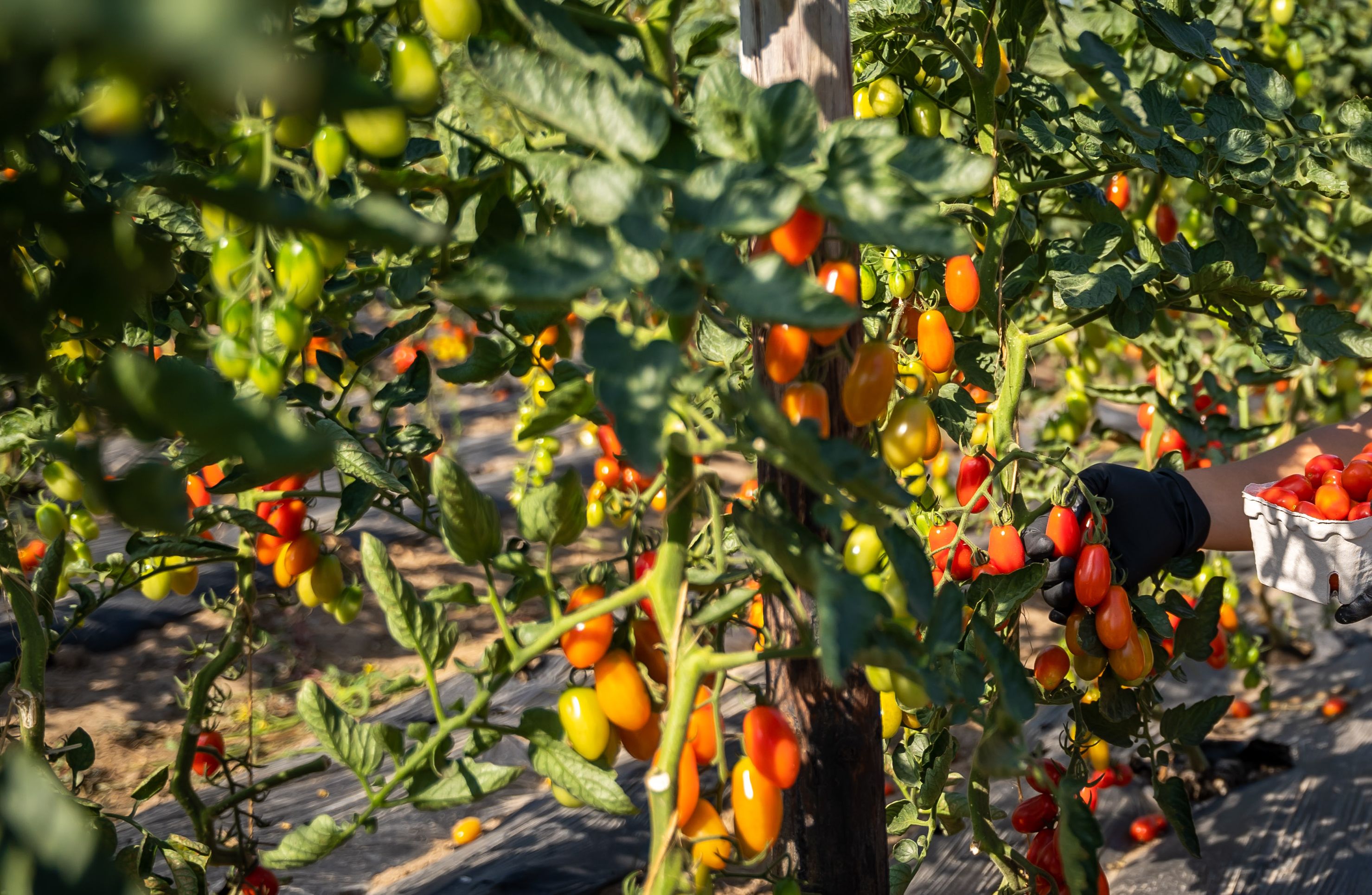 Der Online-Supermarkt Gurkerl bringt bietet die weltweit teuerste Paradeissorte, die 